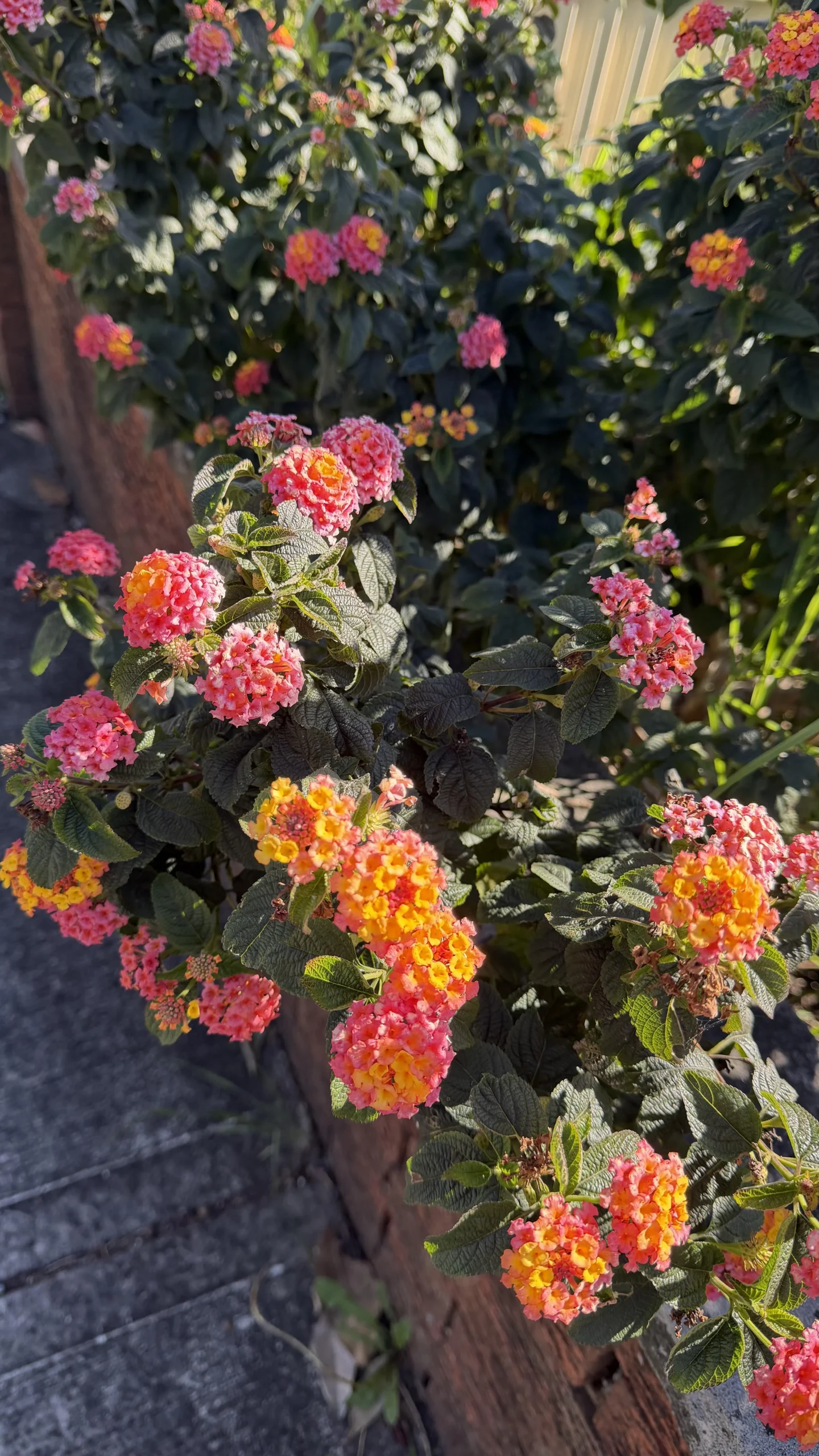 Lantana camara: il semaforo dei fiorellini ti dice se le api stanno lavorando