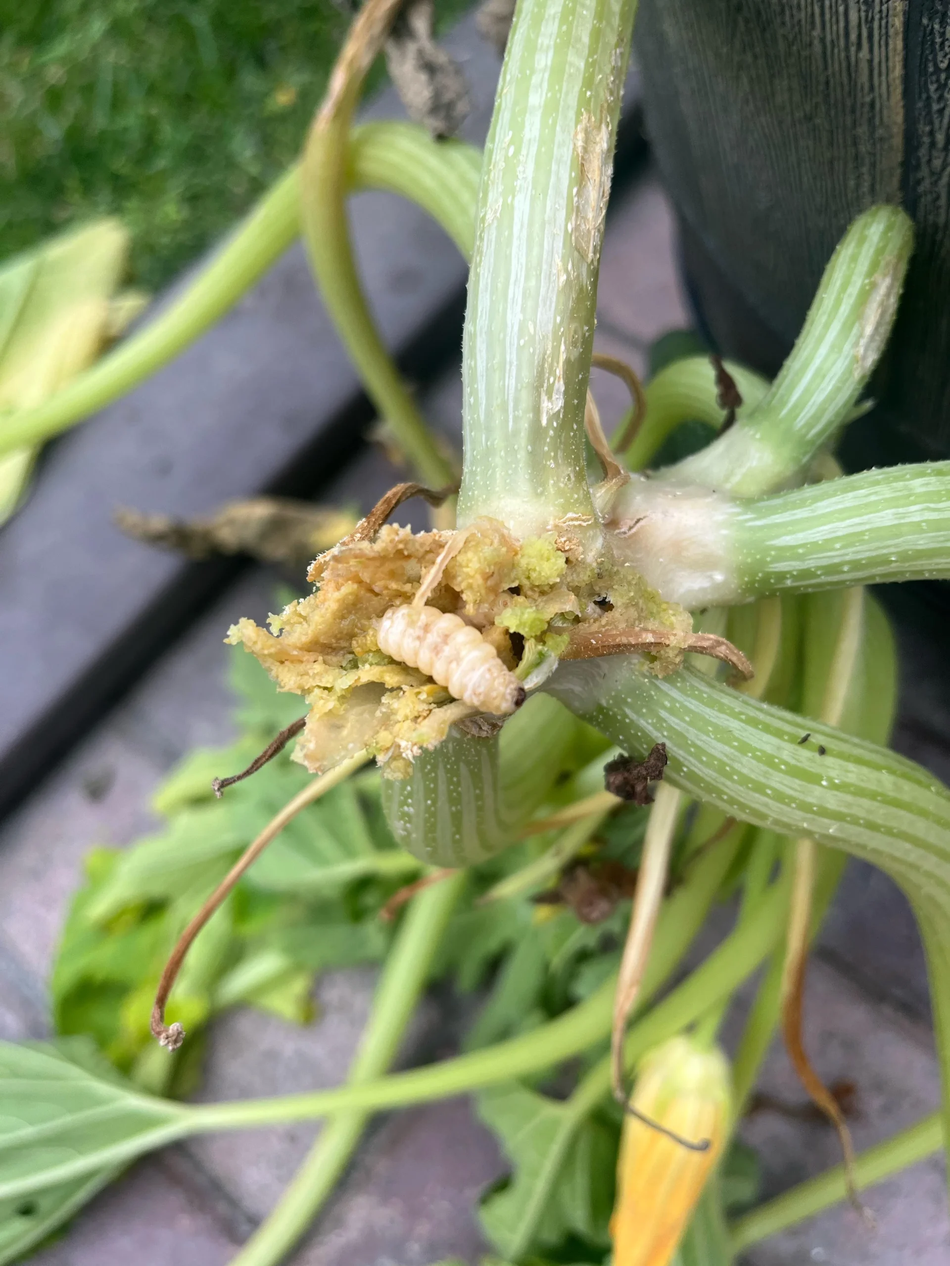 Larve nel fusto delle zucchine: come capire perché la pianta è collassata in 48 ore e come salvarla