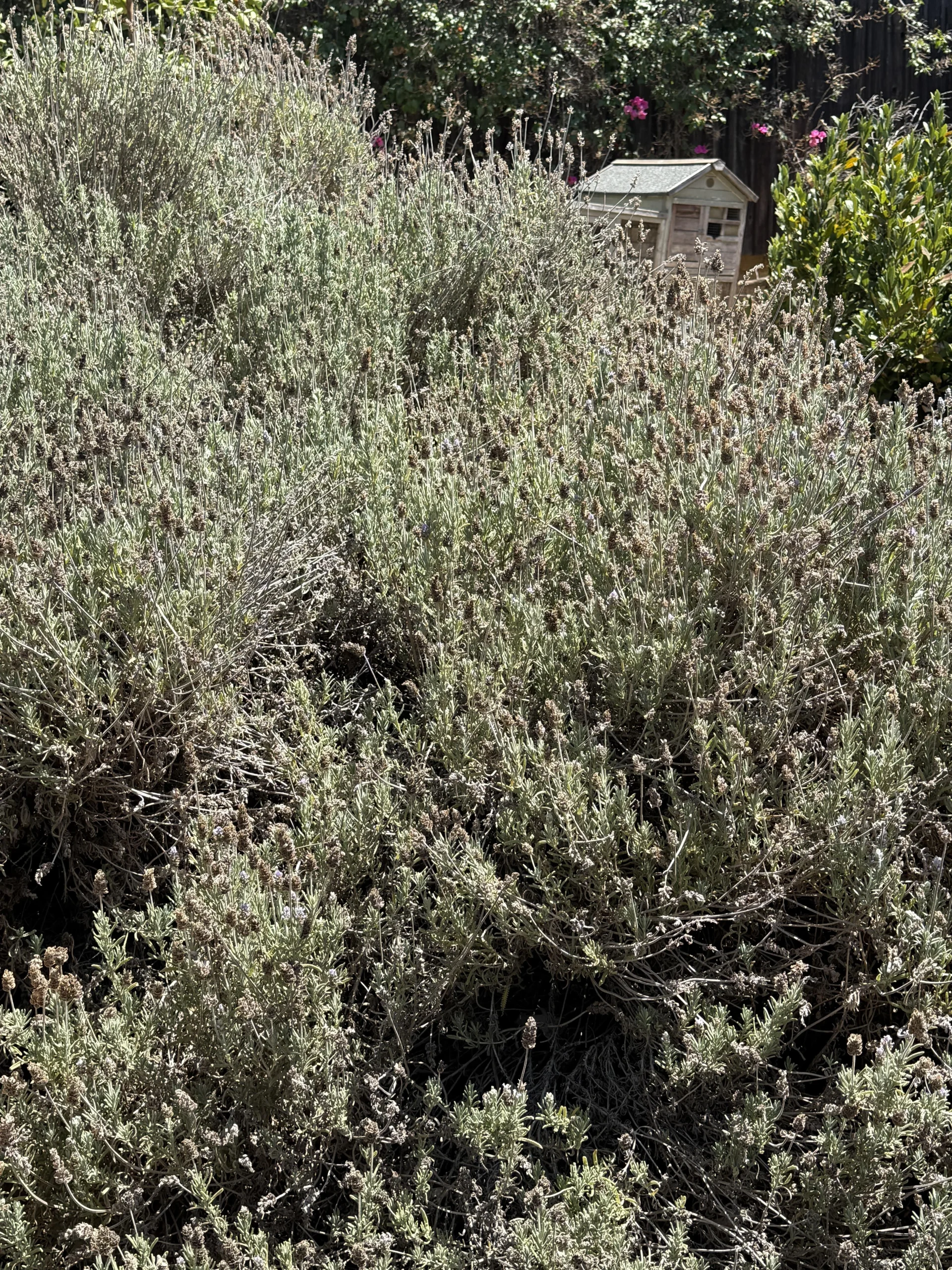 Lavanda grigia e secca ad agosto: come capire se è viva e fin dove puoi tagliare