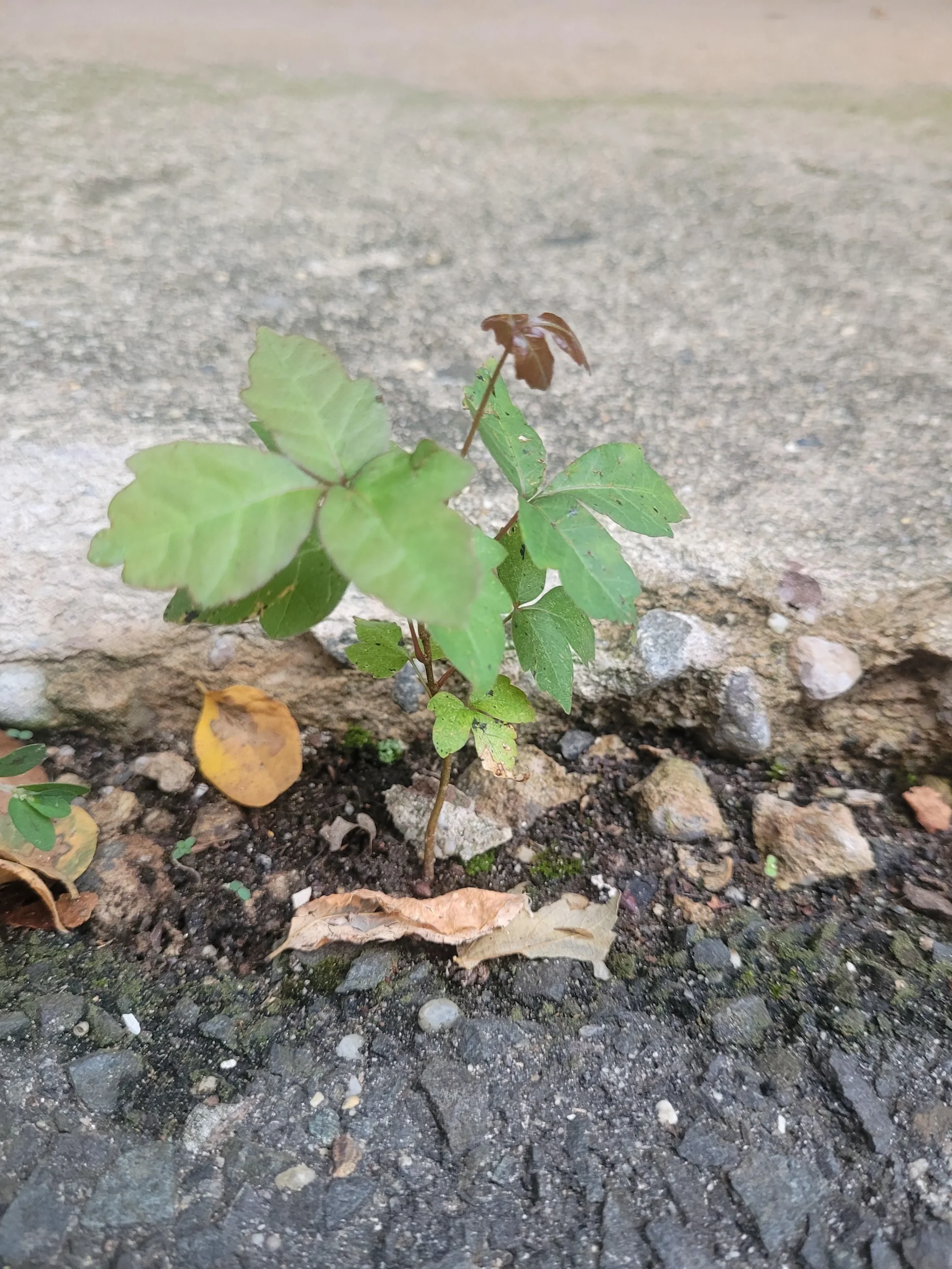L'erbaccia che ricresce sempre nello stesso punto tra le piastrelle non e un'erbaccia: e un albero nascosto
