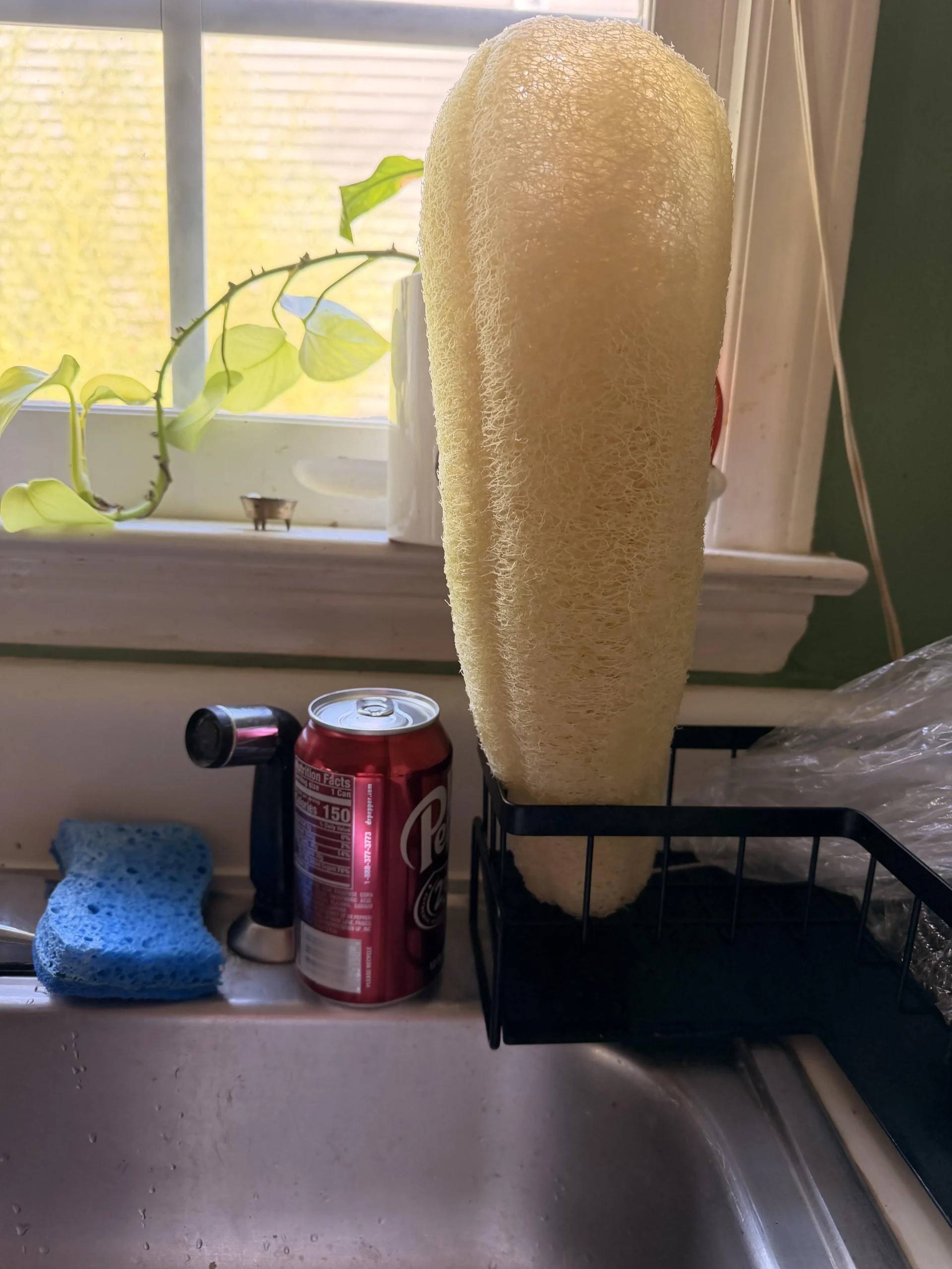 Luffa, la spugna vegetale che si coltiva nell'orto: verdura o spugna secondo il giorno in cui la stacchi