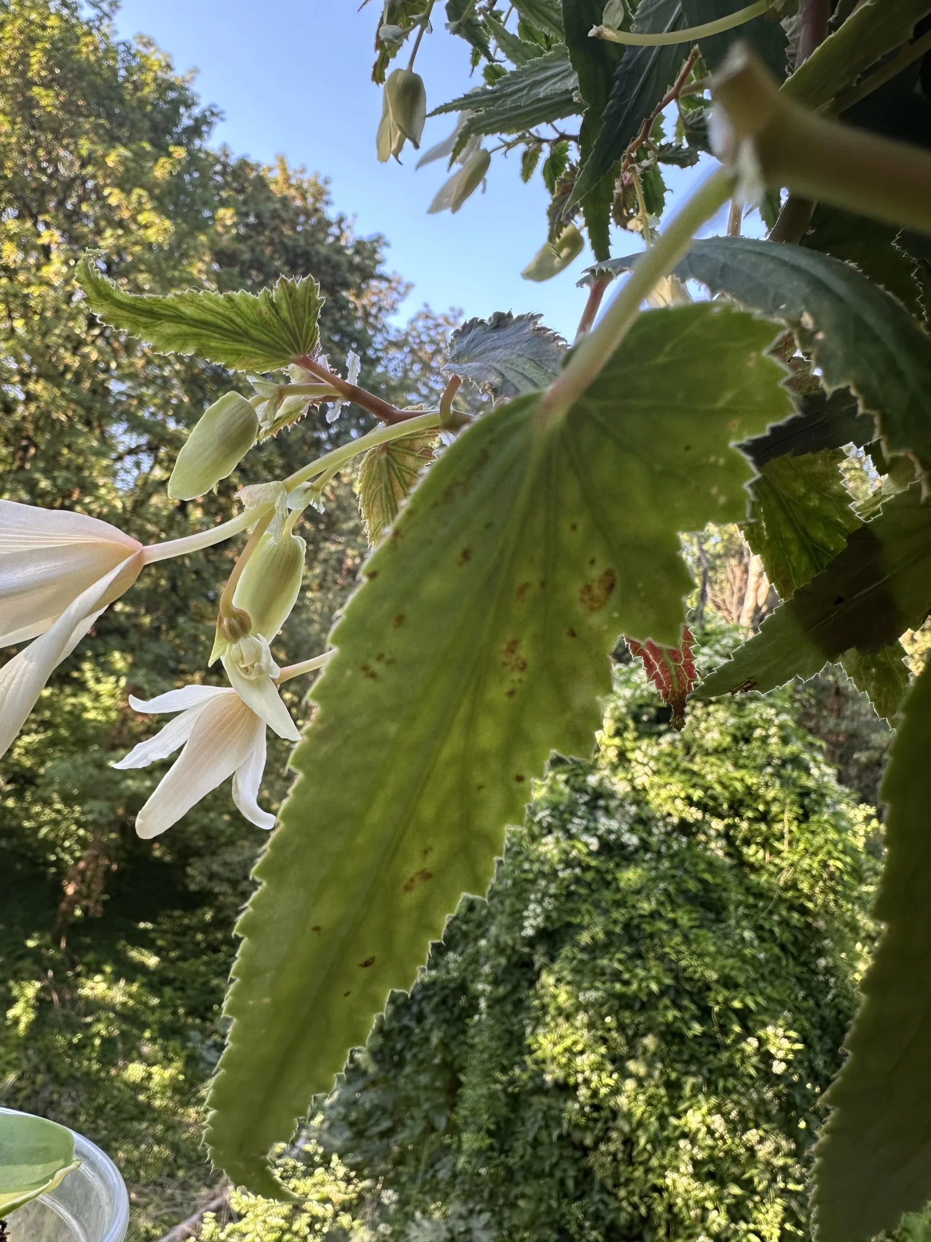 Macchie sulle foglie di begonia: la forma della macchia dice se salvarla o buttarla