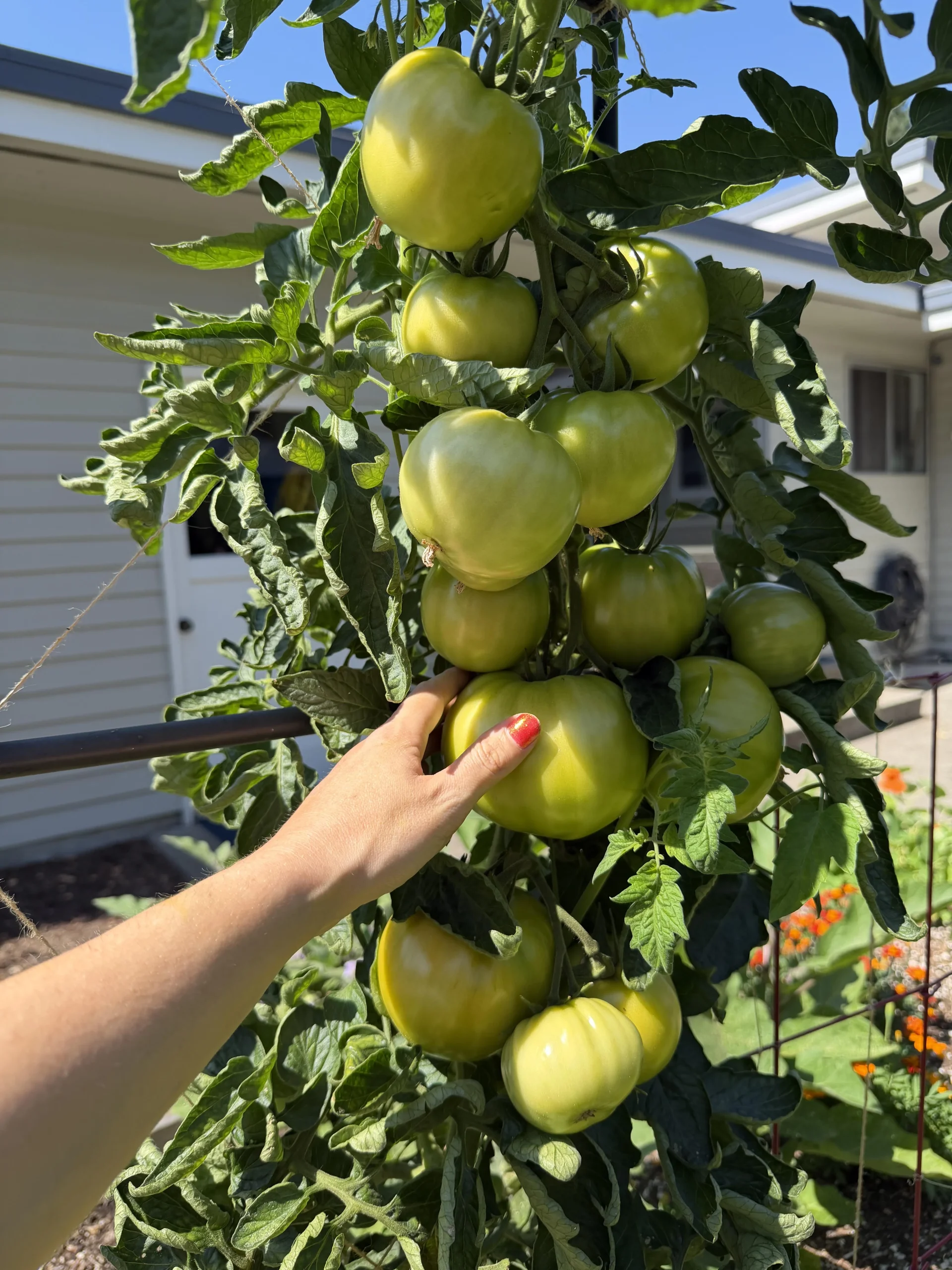 Marciume apicale del pomodoro: perché salva i ciliegini e distrugge i cuore di bue