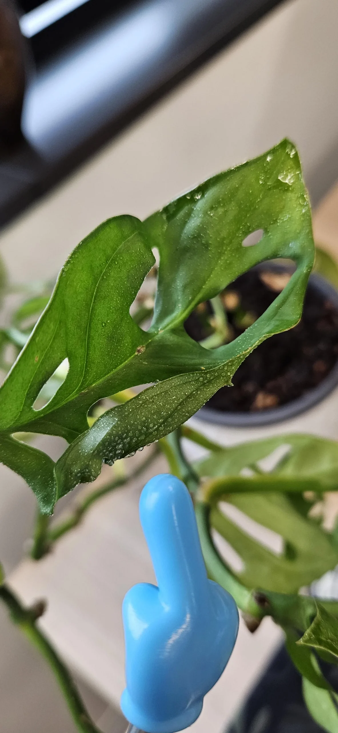 Monstera con foglie appiccicose: come capire in 5 minuti se è nettare o cocciniglia