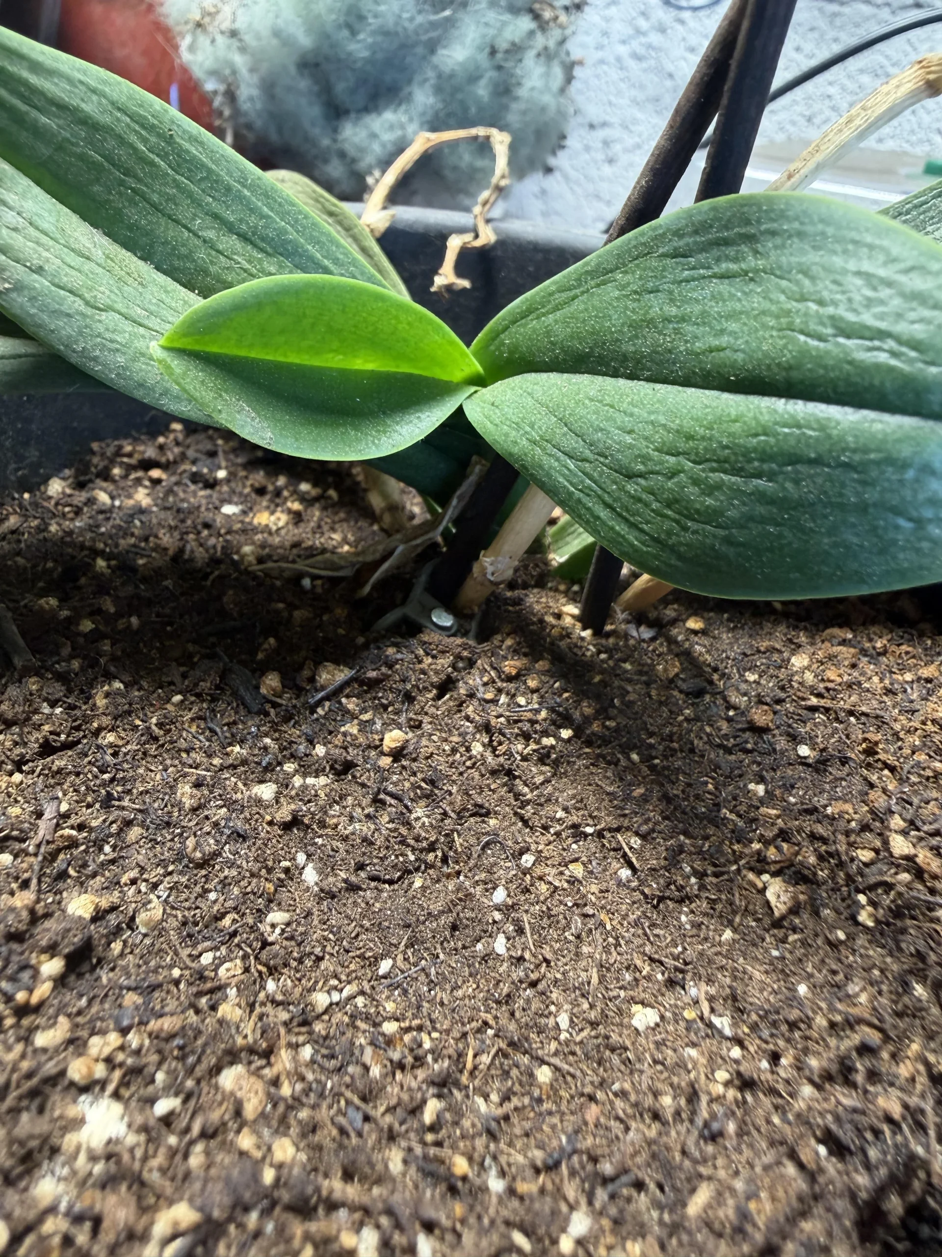 Orchidea e cubetti di ghiaccio: perché la disidrata e come leggere le radici per capire quando bagnarla