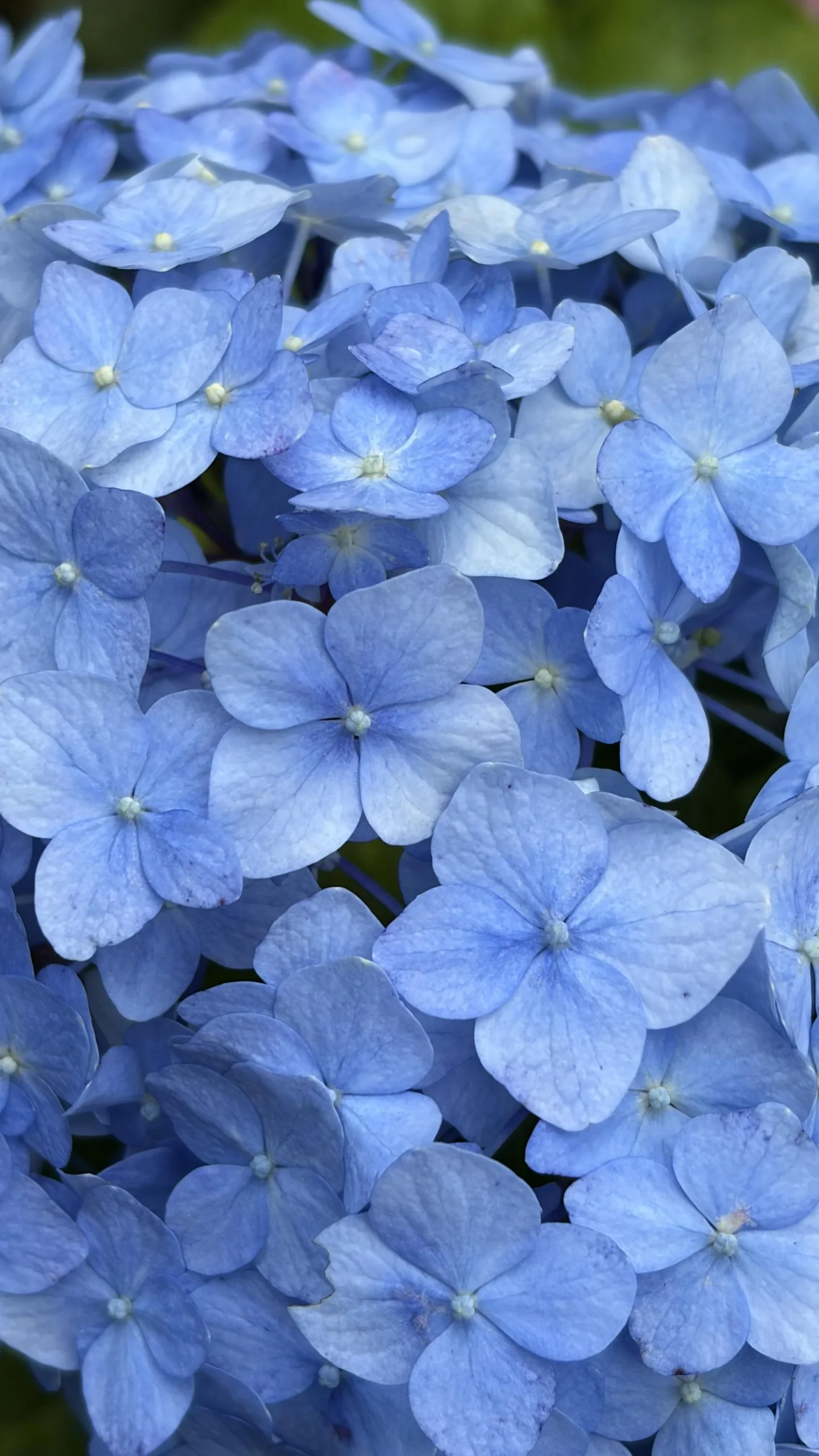 Ortensia blu: il segreto non è il pH ma l'alluminio (e quei puntini al centro del fiore)