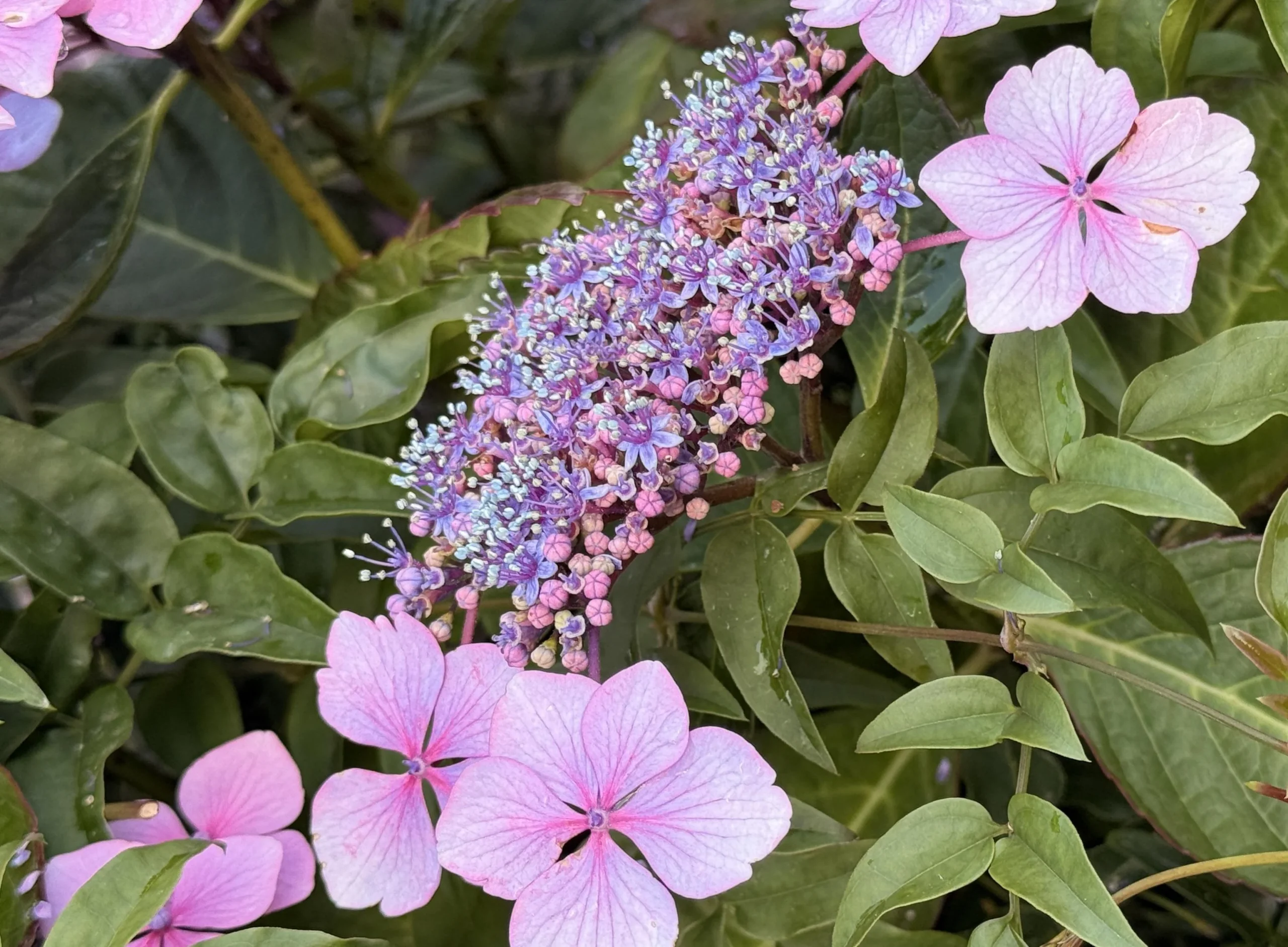 Osteospermum con i fiori chiusi: cosa sta dicendo la pianta e il taglio di fine agosto che la riaccende