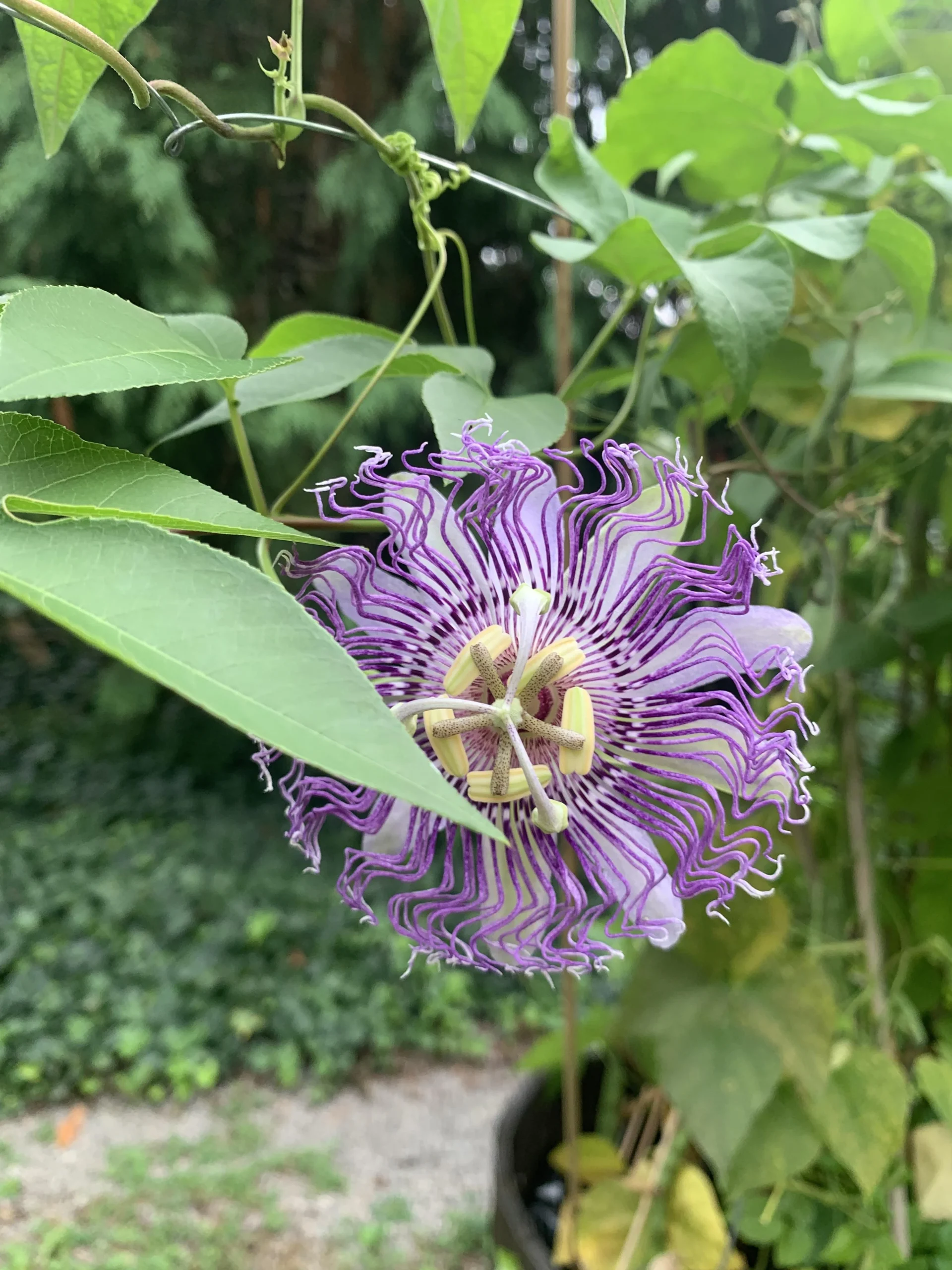 Passiflora incarnata: tanti fiori e nessun frutto? Il vero motivo e come ottenere i maypop in Italia