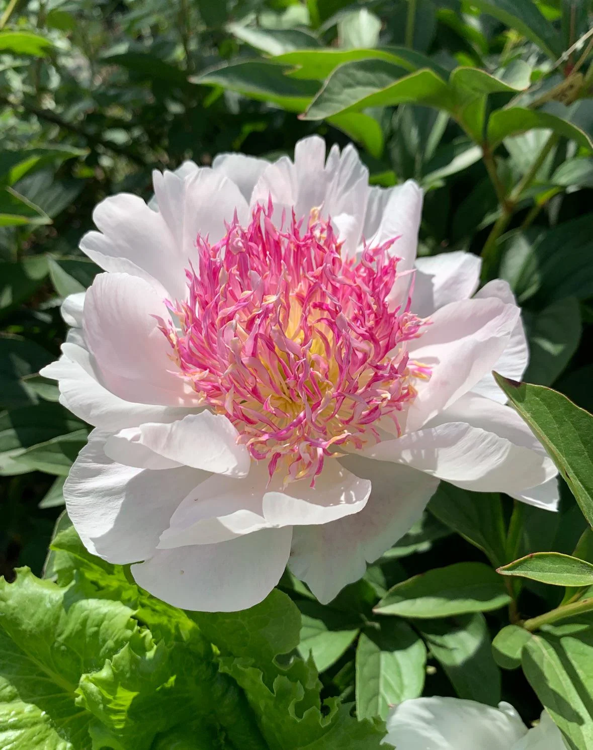 Peonia erbacea che non fiorisce: i pochi centimetri di terra che decidono tutto (e l'autunno per rimediare)