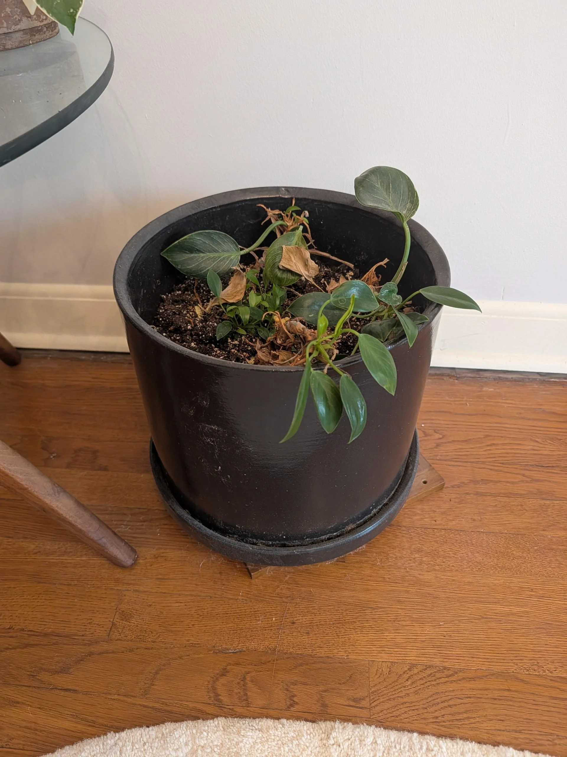 Philodendron Birkin non cresce: le foglie nuove sempre più piccole sono un allarme di luce
