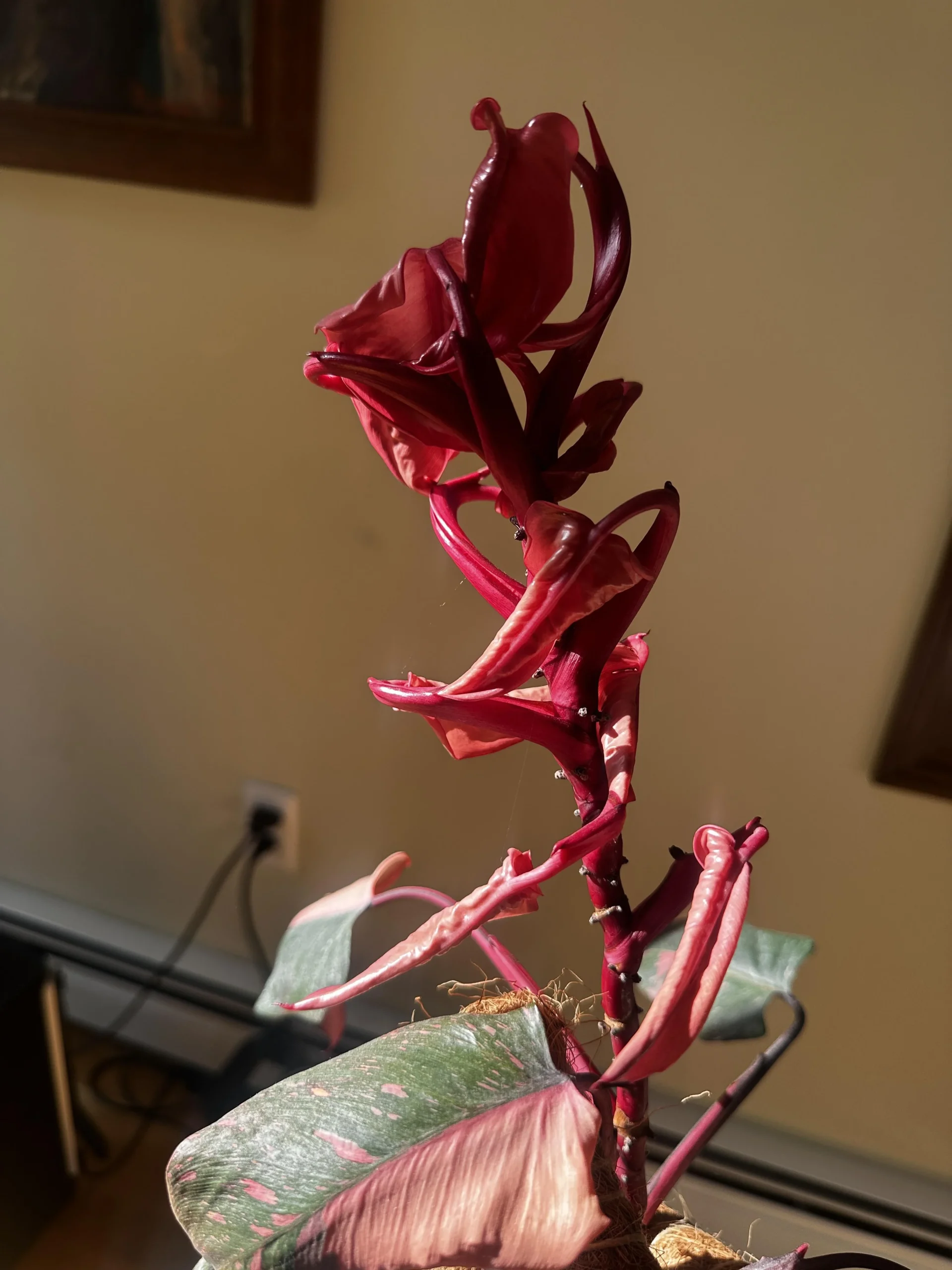 Philodendron Pink Princess con foglie rosa che non si aprono: cosa sta succedendo davvero