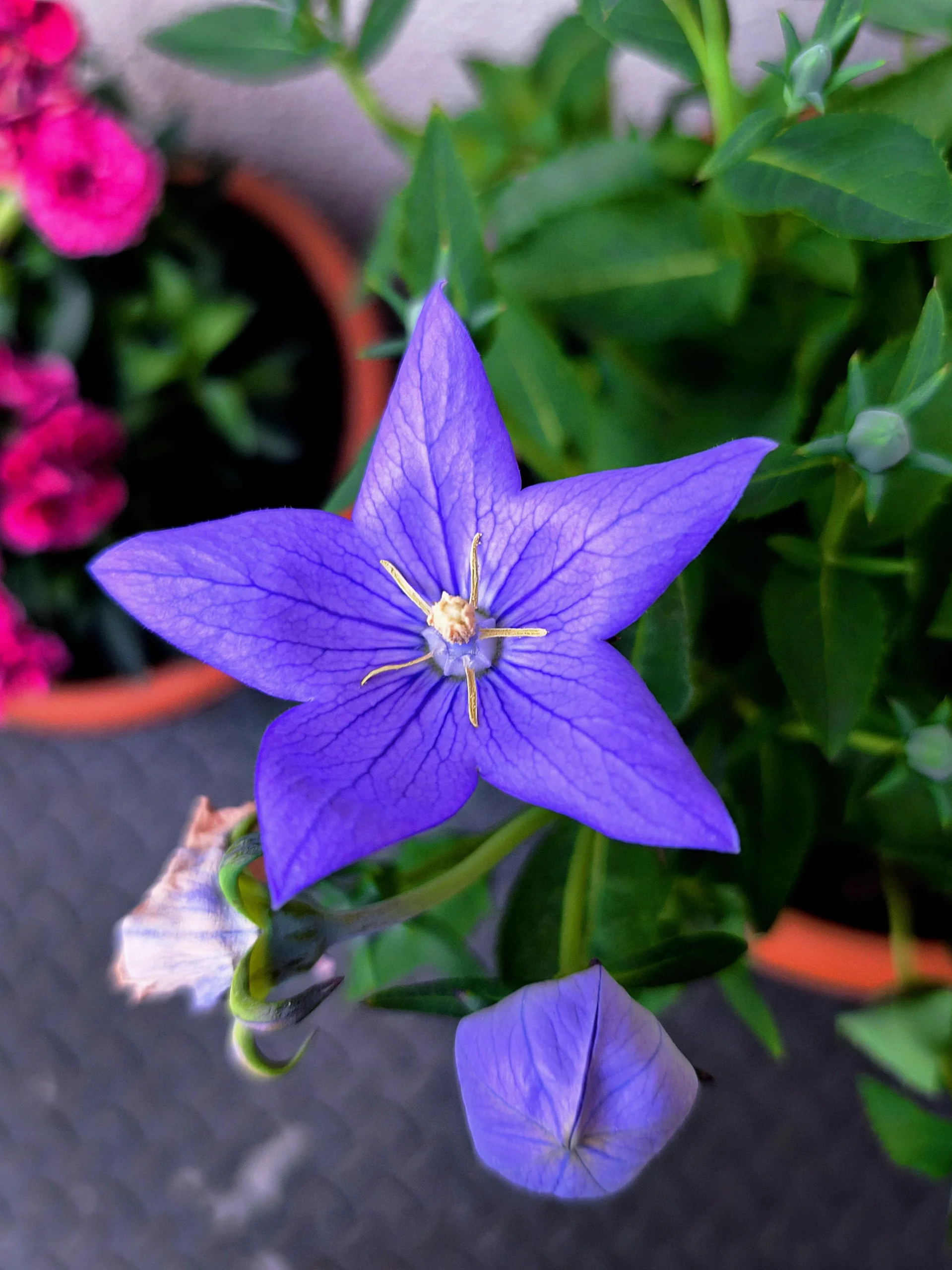 Platycodon, il fiore palloncino che in primavera sembra morto: come non ucciderlo per sbaglio