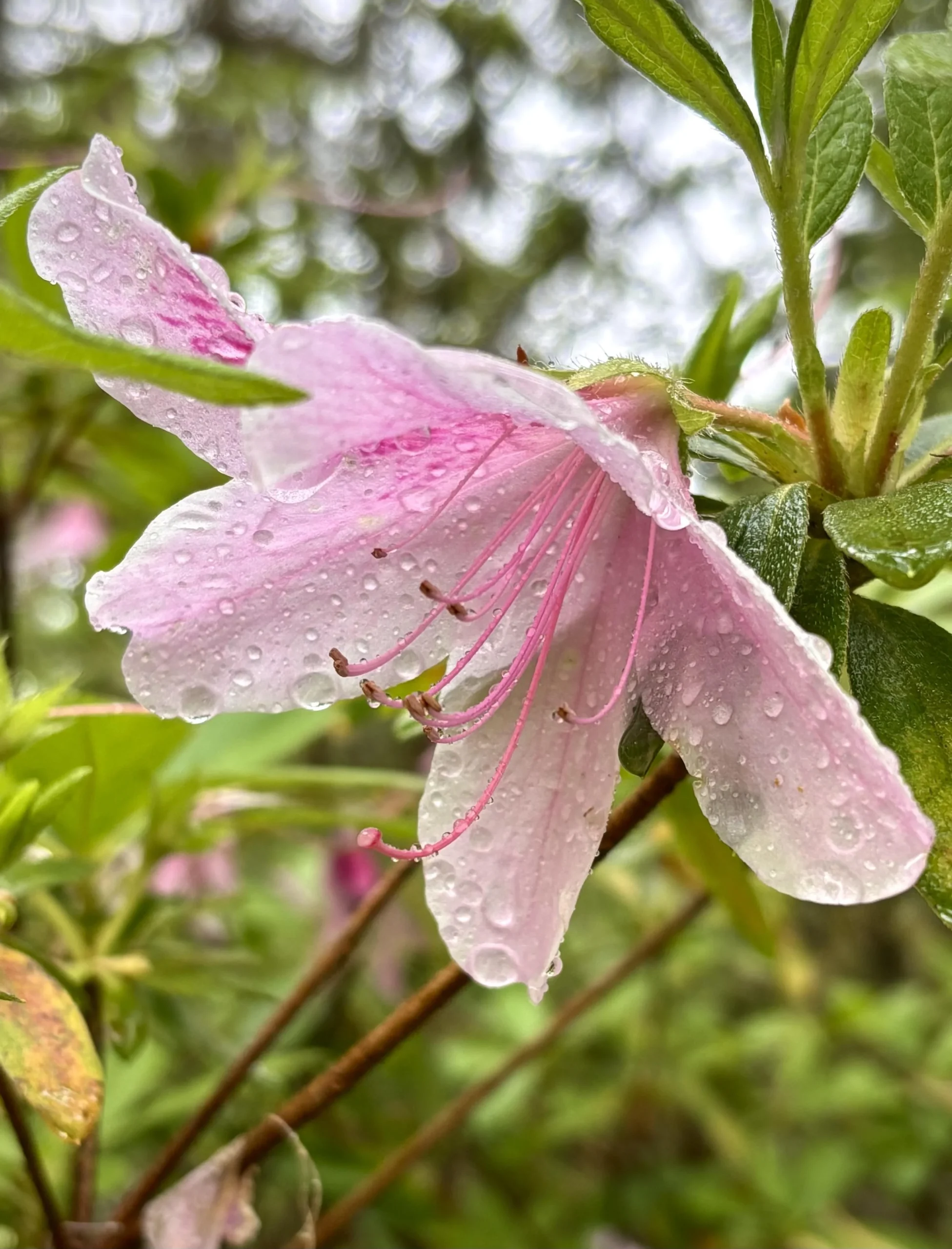 Plumbago auriculata: perché i fiori azzurri si incollano ai vestiti e come potarlo per farlo fiorire fino a novembre
