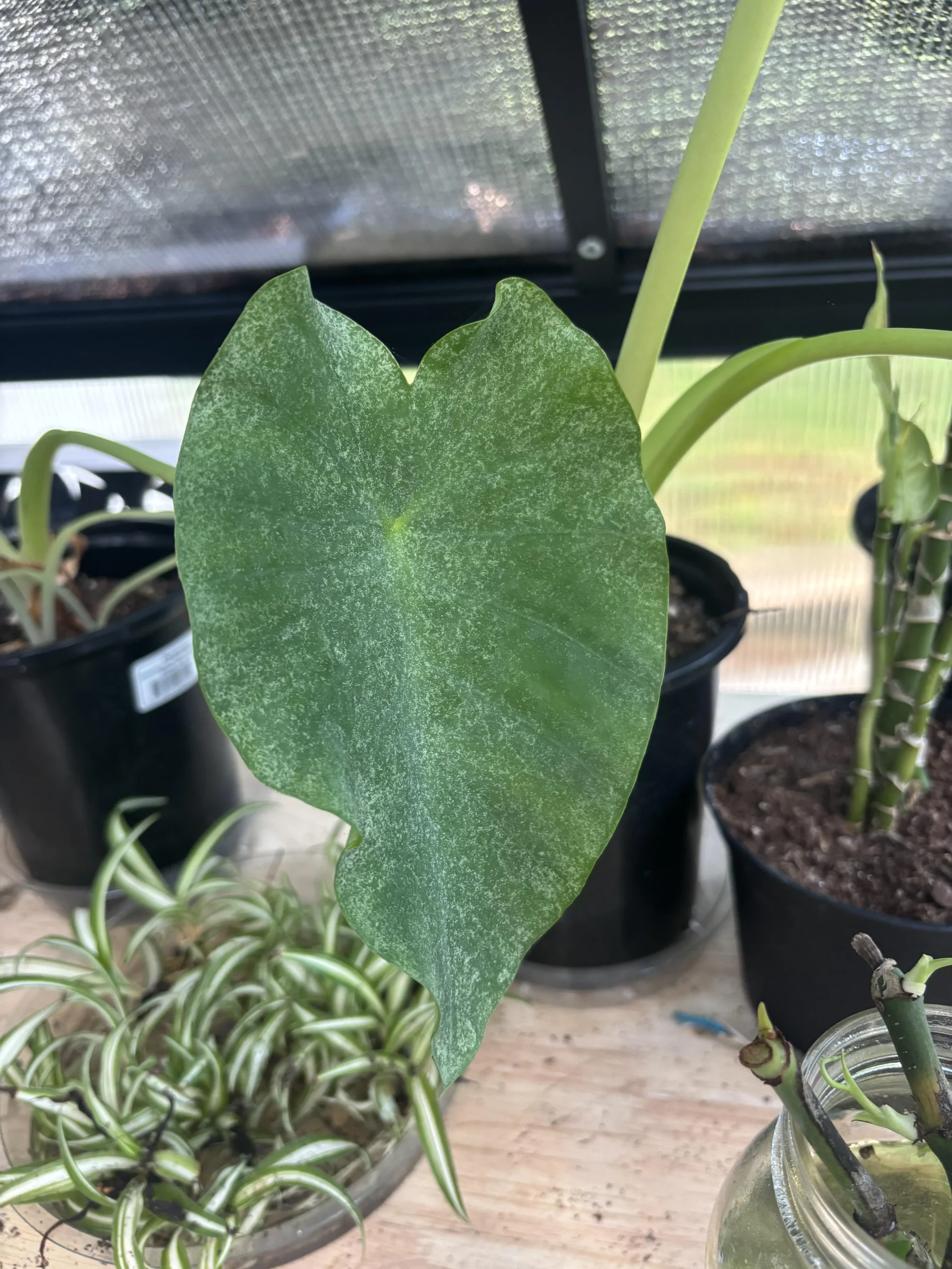 Polvere bianca sulle foglie della Colocasia: tre cause diverse e i test da 60 secondi per capire quale