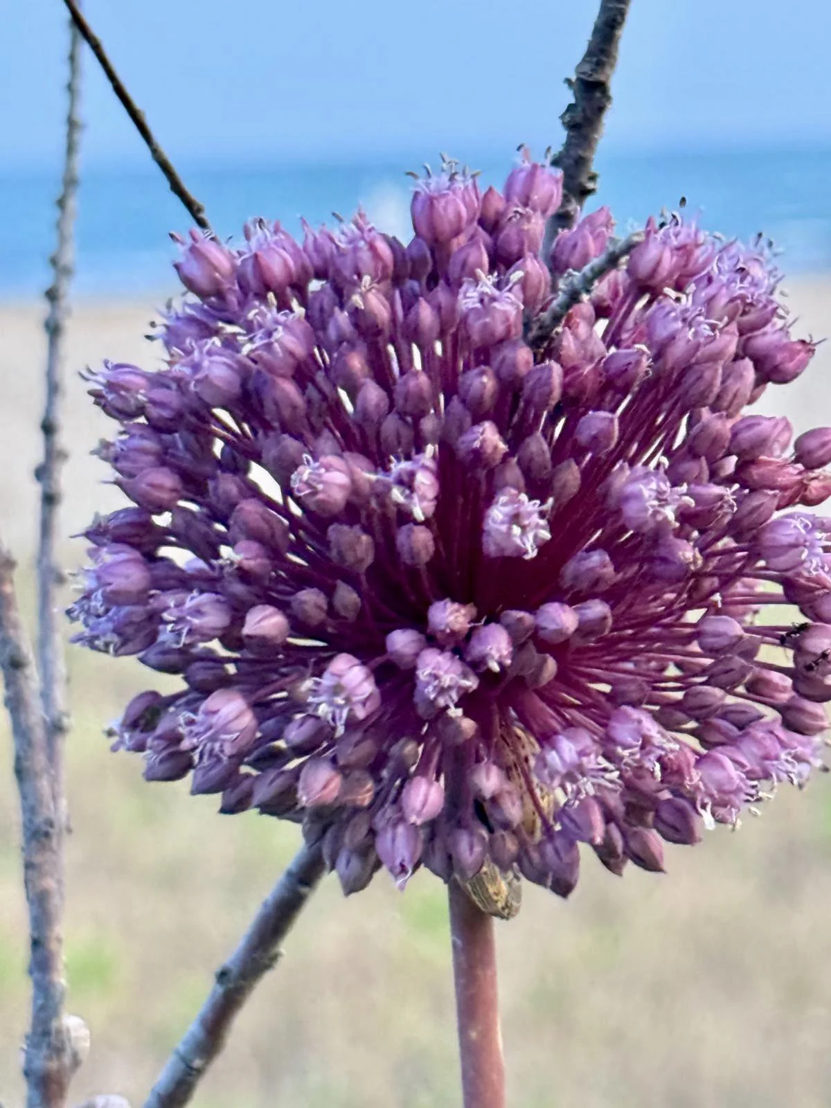 Porro selvatico in fiore: la sfera rosa che nasconde cloni già pronti