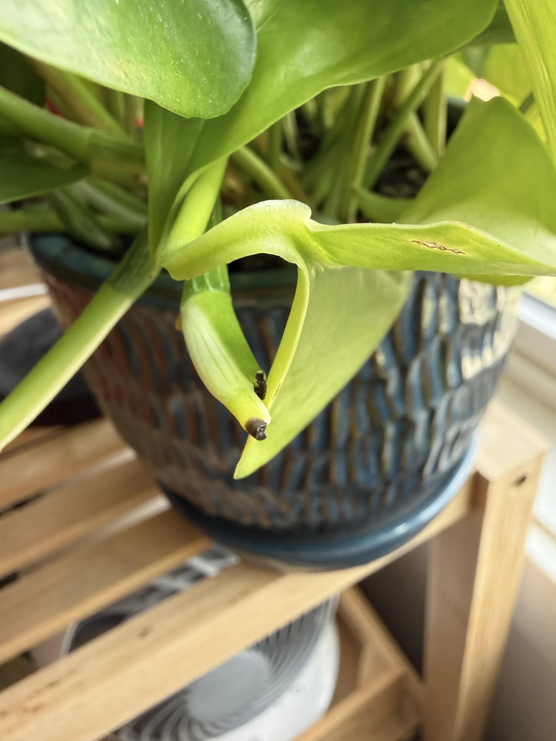 Pothos con steli senza foglie: perché lo fa e come farlo tornare a fogliare