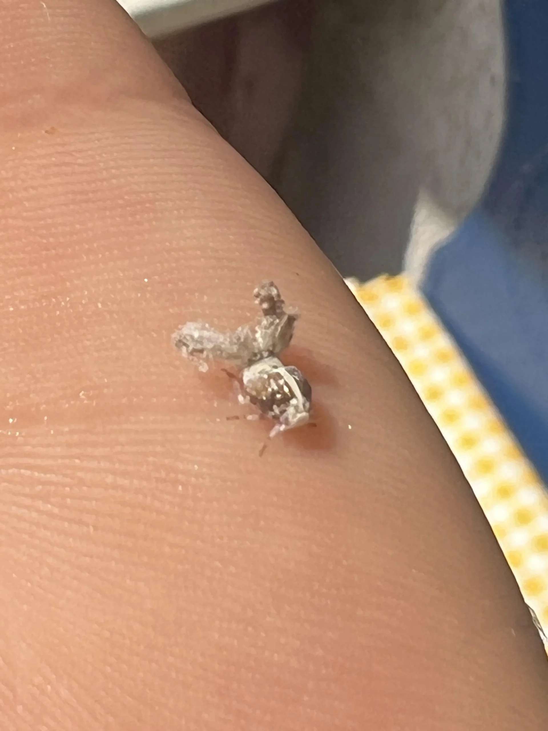 Puntini bianchi che saltano sulle foglie: è la metcalfa, ecco come riconoscerla e fermarla senza veleni
