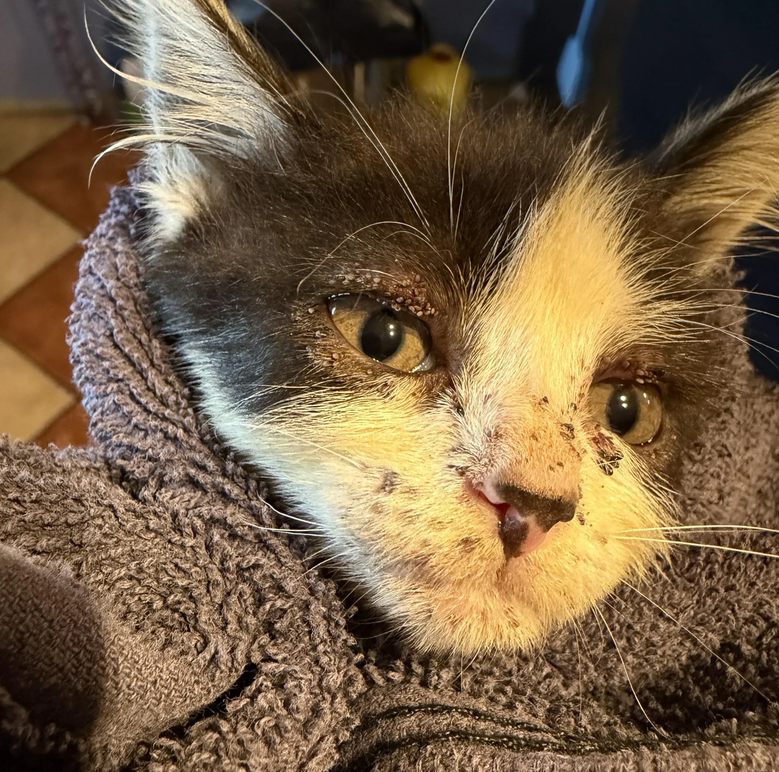 Puntini bruni sul muso del gatto: sono larve di zecca, ecco cosa fare