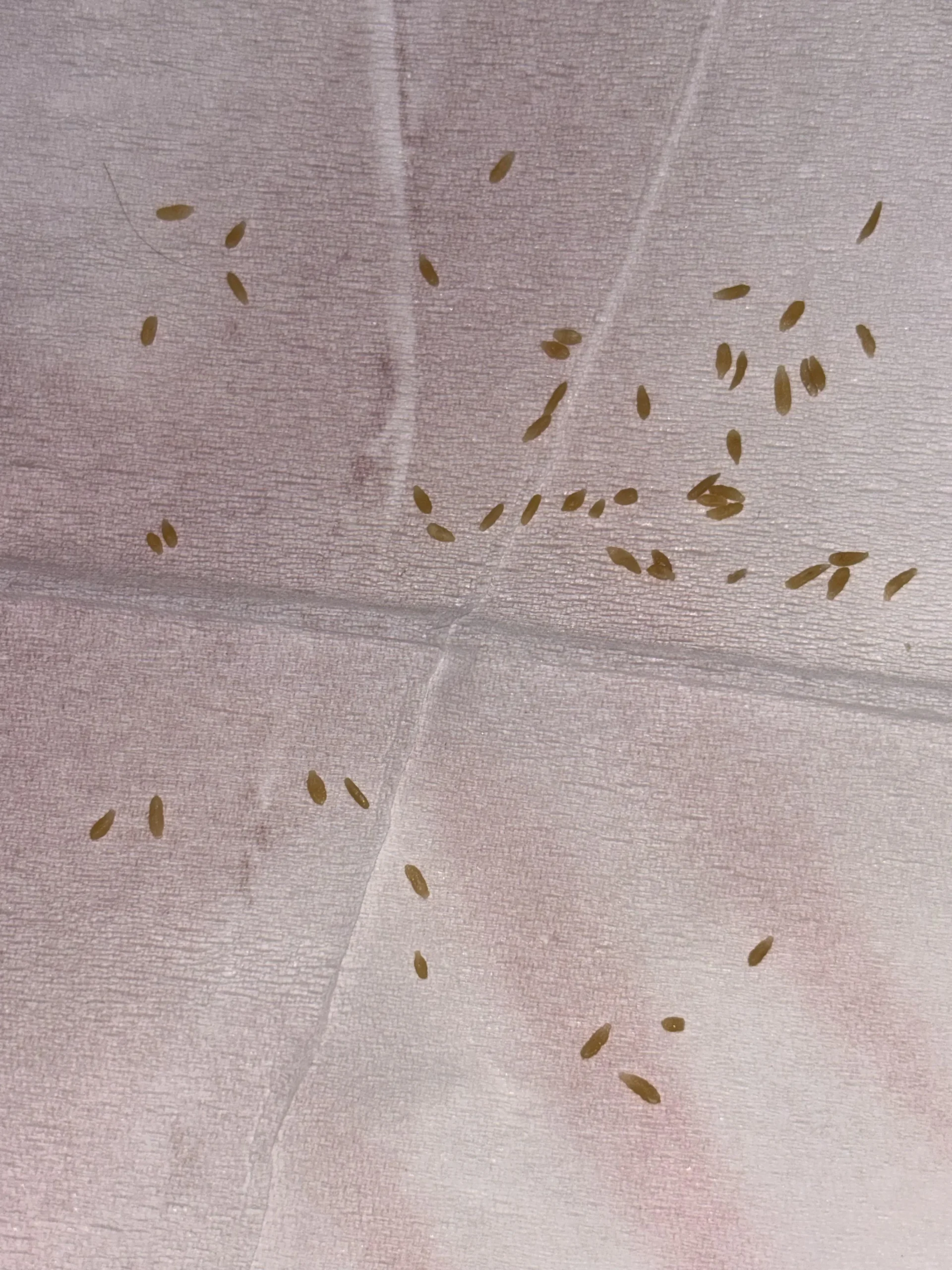 Puntini neri sul letto e prurito notturno: la guida per riconoscere gli escrementi delle pulci del gatto