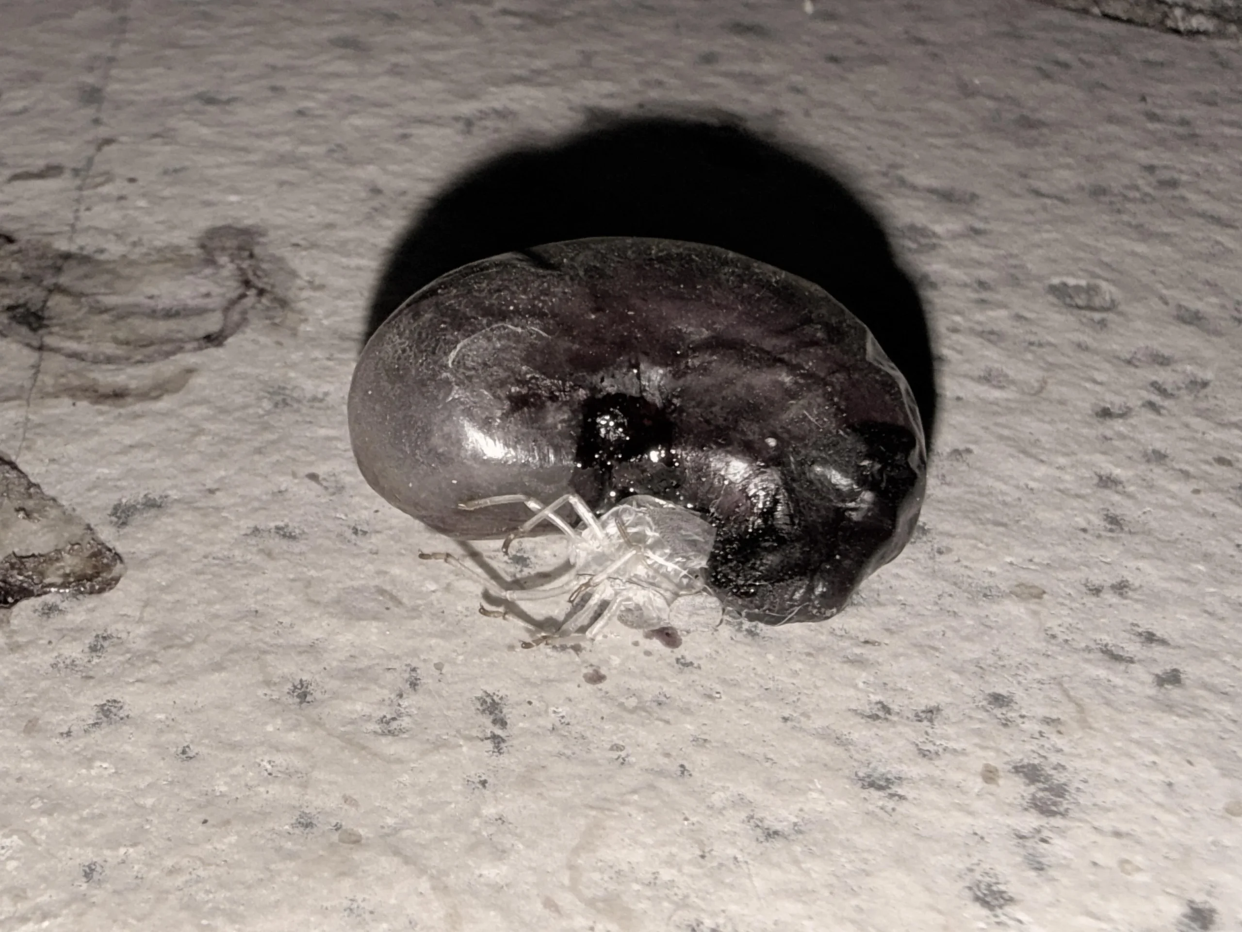 Quel fagiolo rossastro caduto in terrazzo è una zecca ingorgata: cosa ti sta dicendo davvero