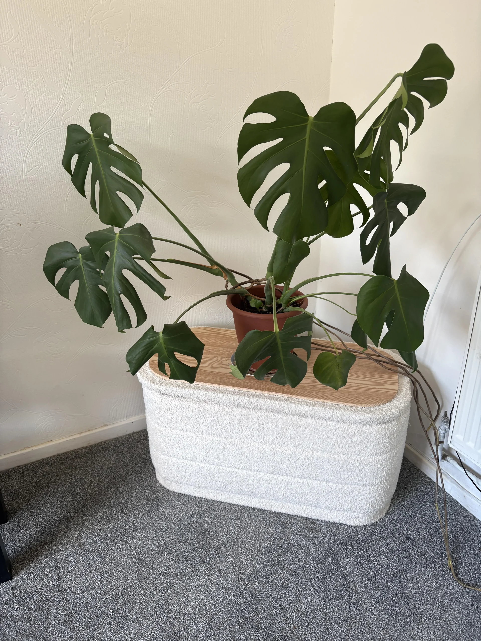 Radici aeree della Monstera: cosa fare con quelle stecche marroni che escono dal fusto
