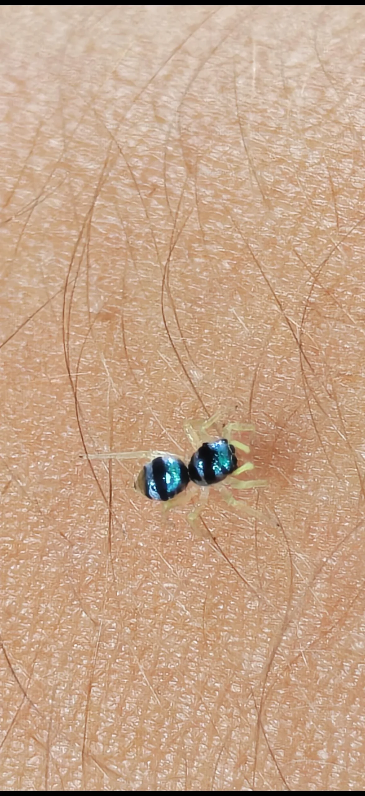 Ragno saltatore blu: chi è quel minuscolo cacciatore iridescente che vedi sui muri al sole