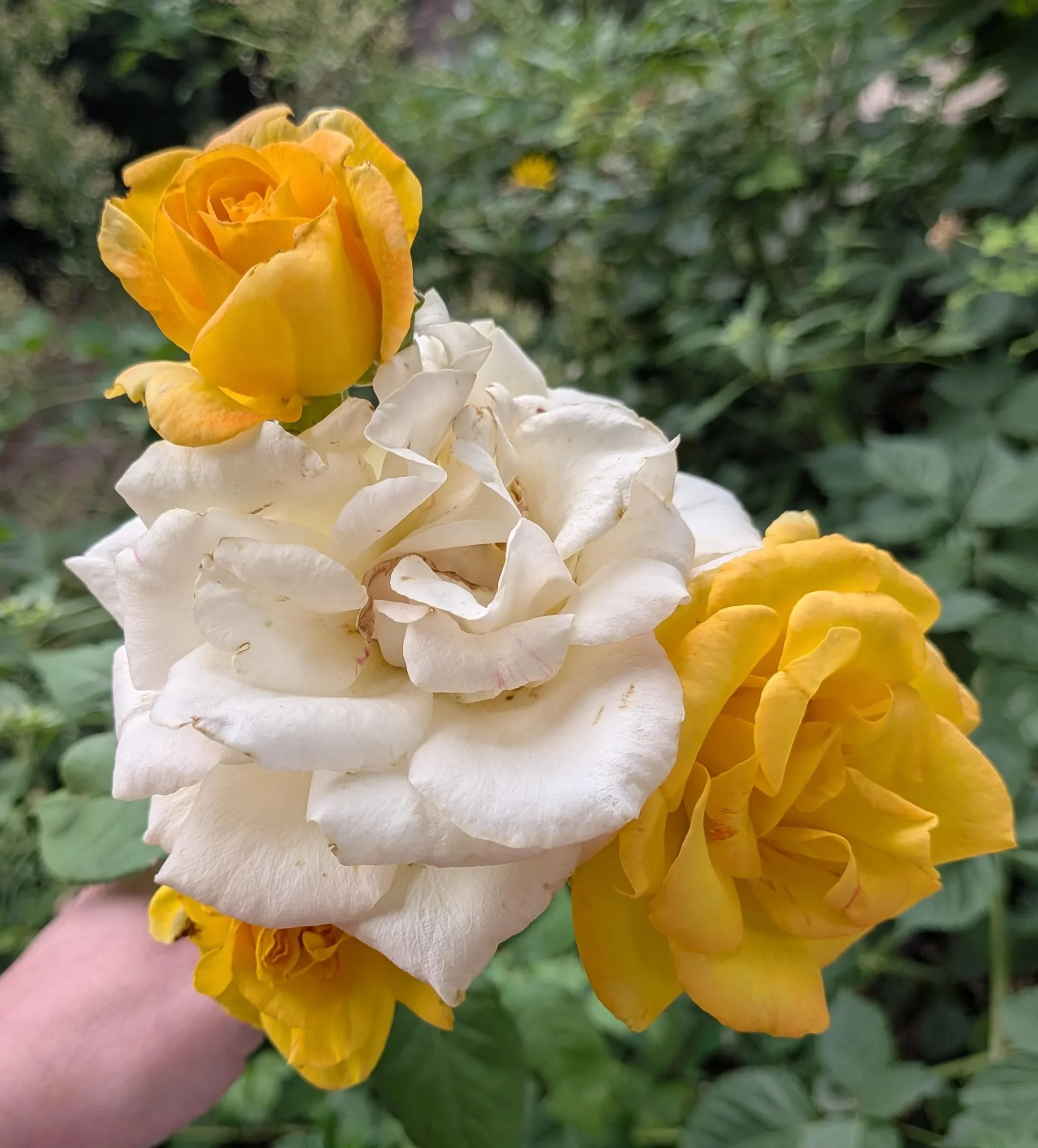 Rose con fiori di due colori sulla stessa pianta: i tre indizi per capire cosa sta succedendo