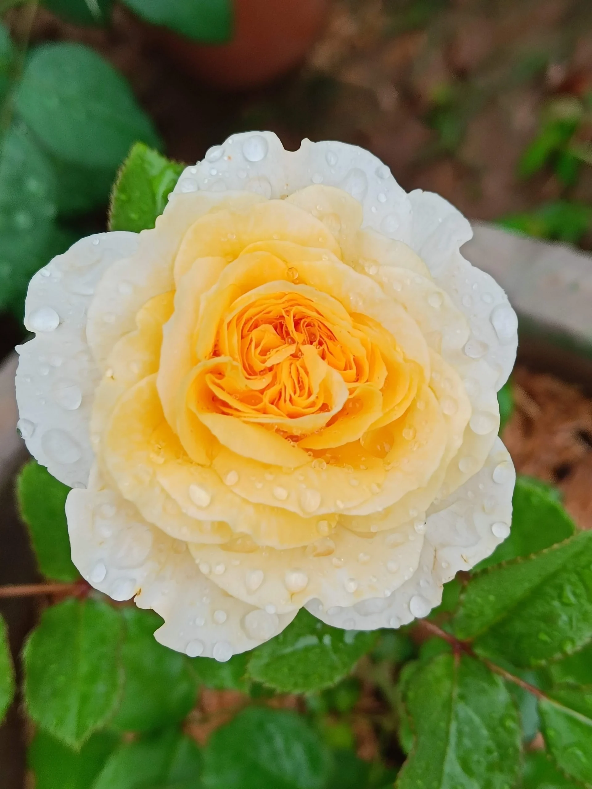 Rose inglesi in Italia: perché la fioritura da catalogo arriva a ottobre e non a maggio