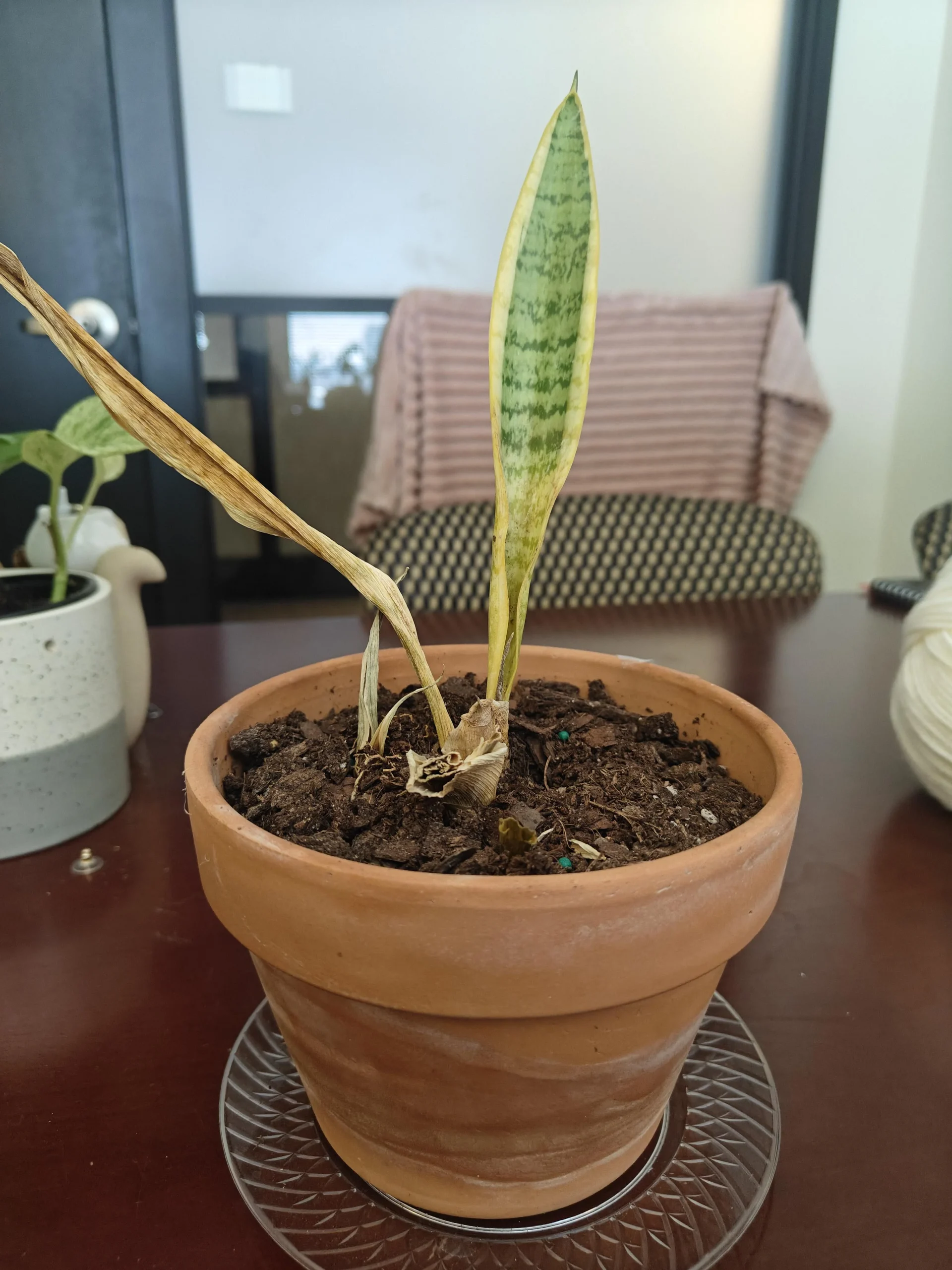 Sansevieria con foglie molli alla base: perché due piante gemelle finiscono diverse