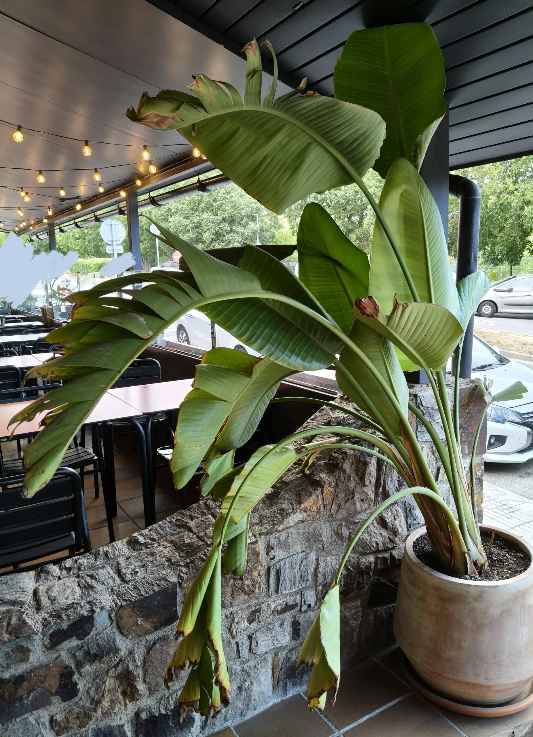 Strelitzia con foglie sfrangiate: quando è normale e quando è un vero SOS