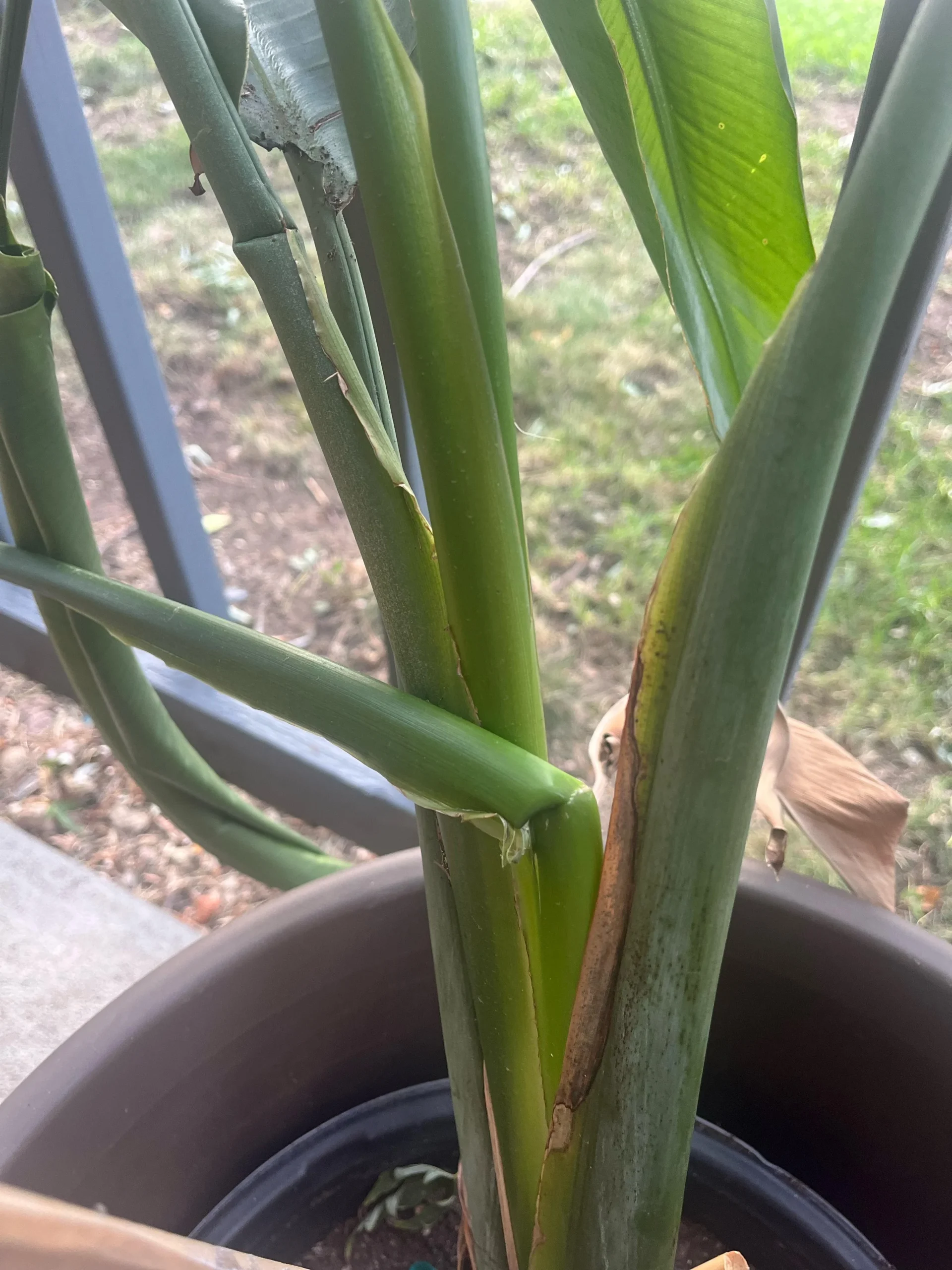 Strelitzia con le foglie che si piegano dopo il rinvaso: perché succede e cosa fare davvero