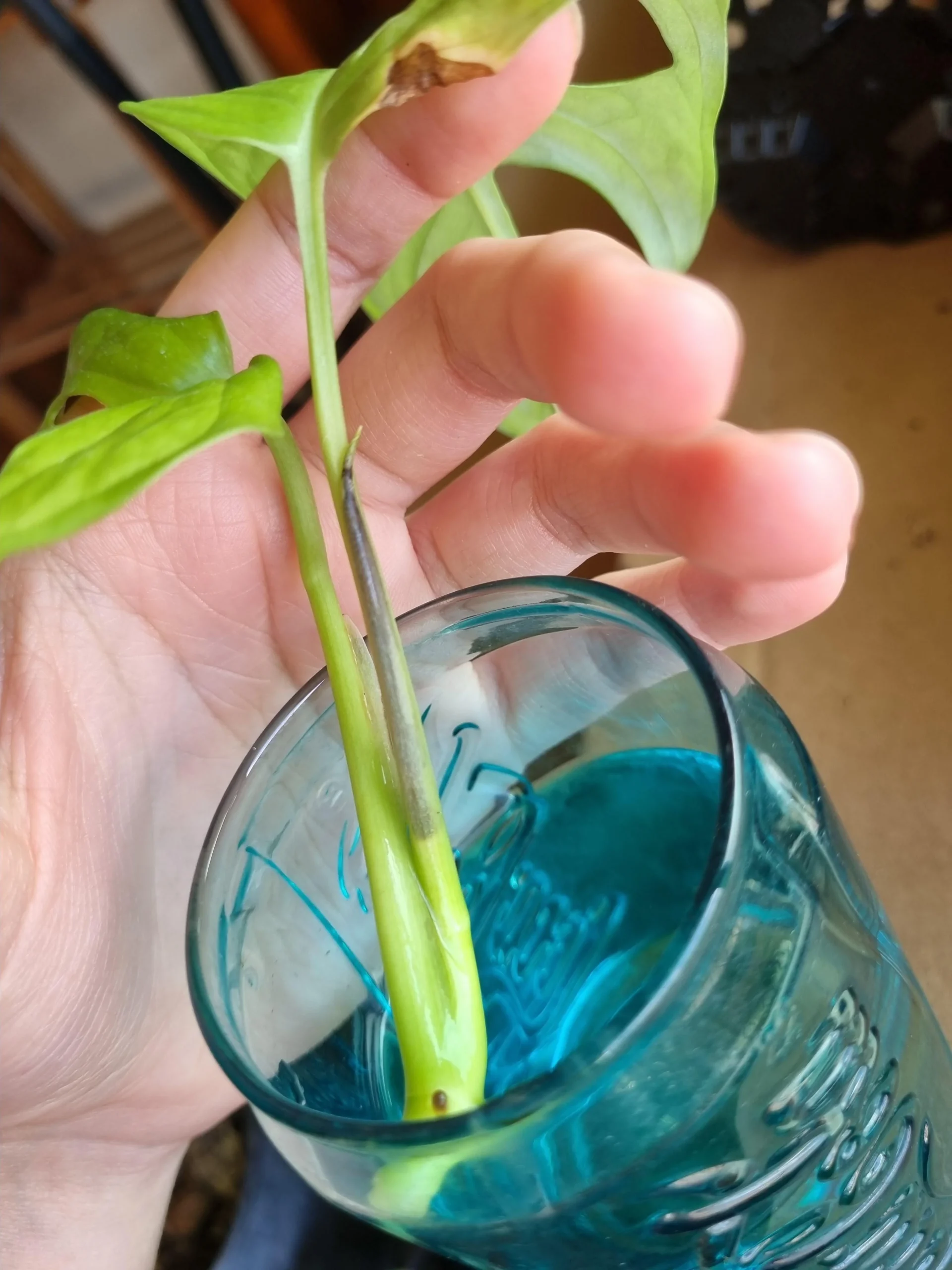 Talea di Monstera in acqua con la foglia nera: perché succede e come salvare il nodo