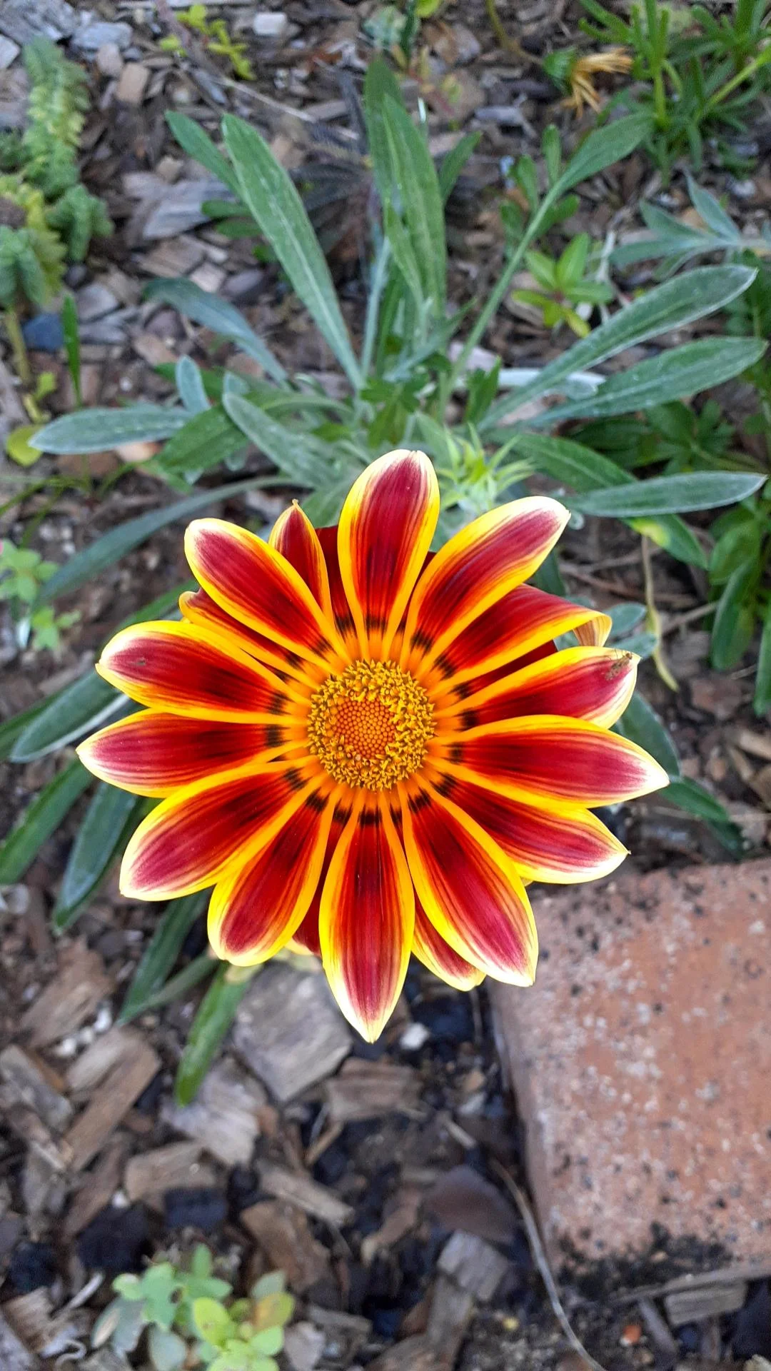 Talea di gazania: come salvare il colore che ami e farlo tornare ogni anno