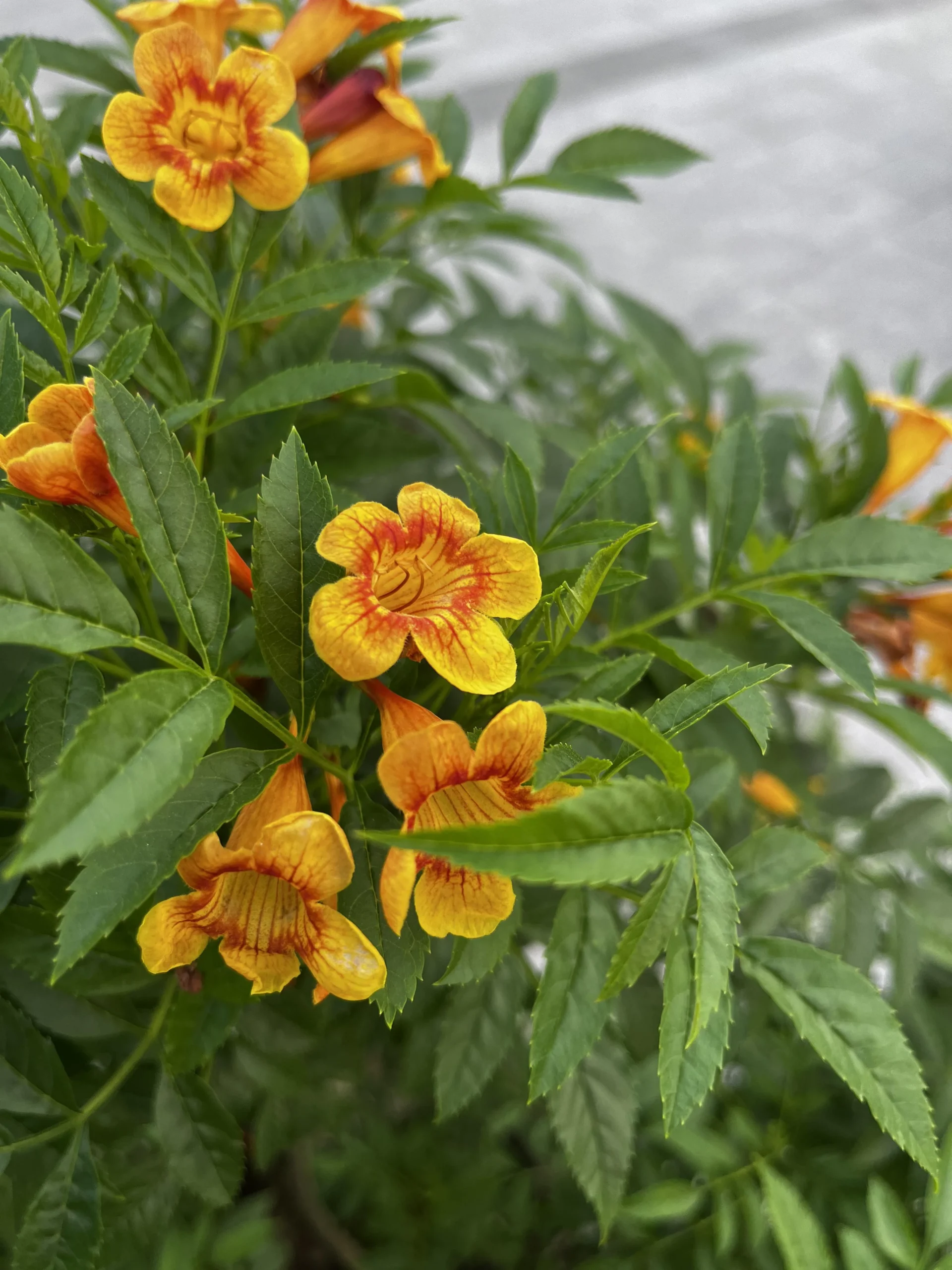 Tecoma stans: il taglio che porta i fiori gialli da giugno a novembre
