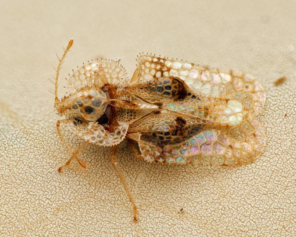 Tingide della quercia: la cimice a vetrata che scolora le querce e in autunno entra in casa
