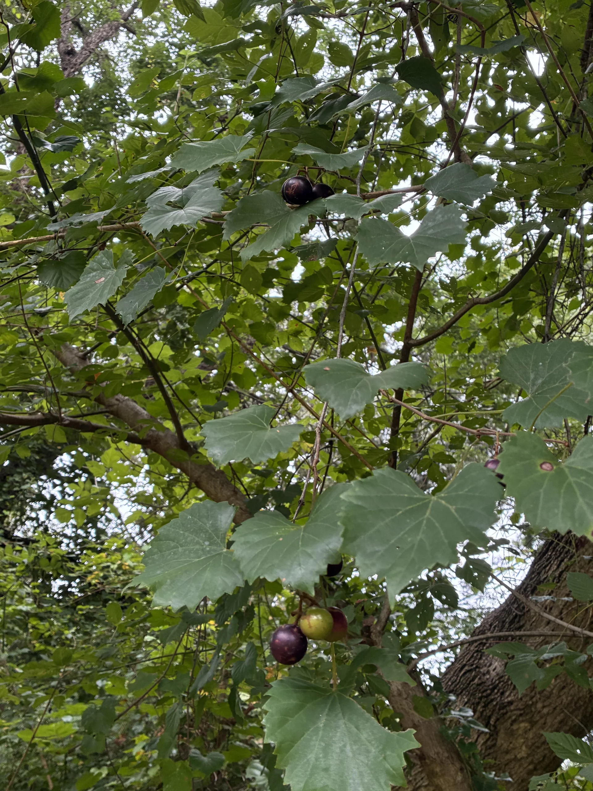 Uva selvatica sugli alberi: come capire in 60 secondi se si mangia o è un sosia velenoso