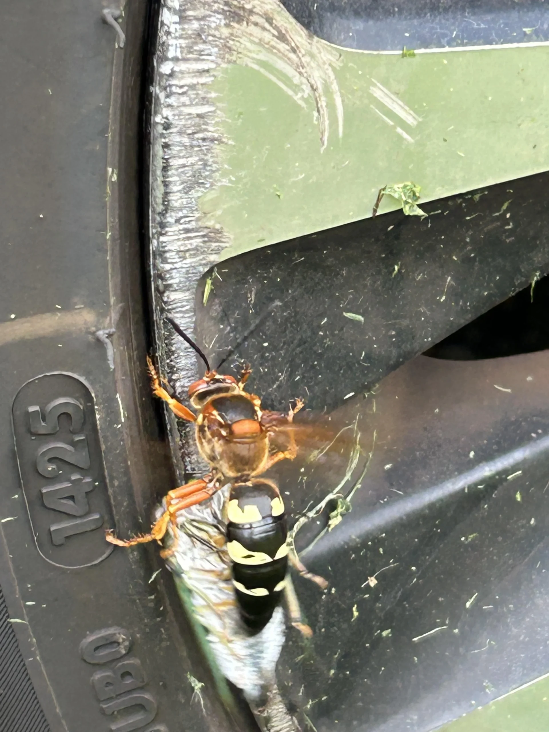 Vespa delle cicale in giardino: perché quei buchi nel prato non sono un pericolo