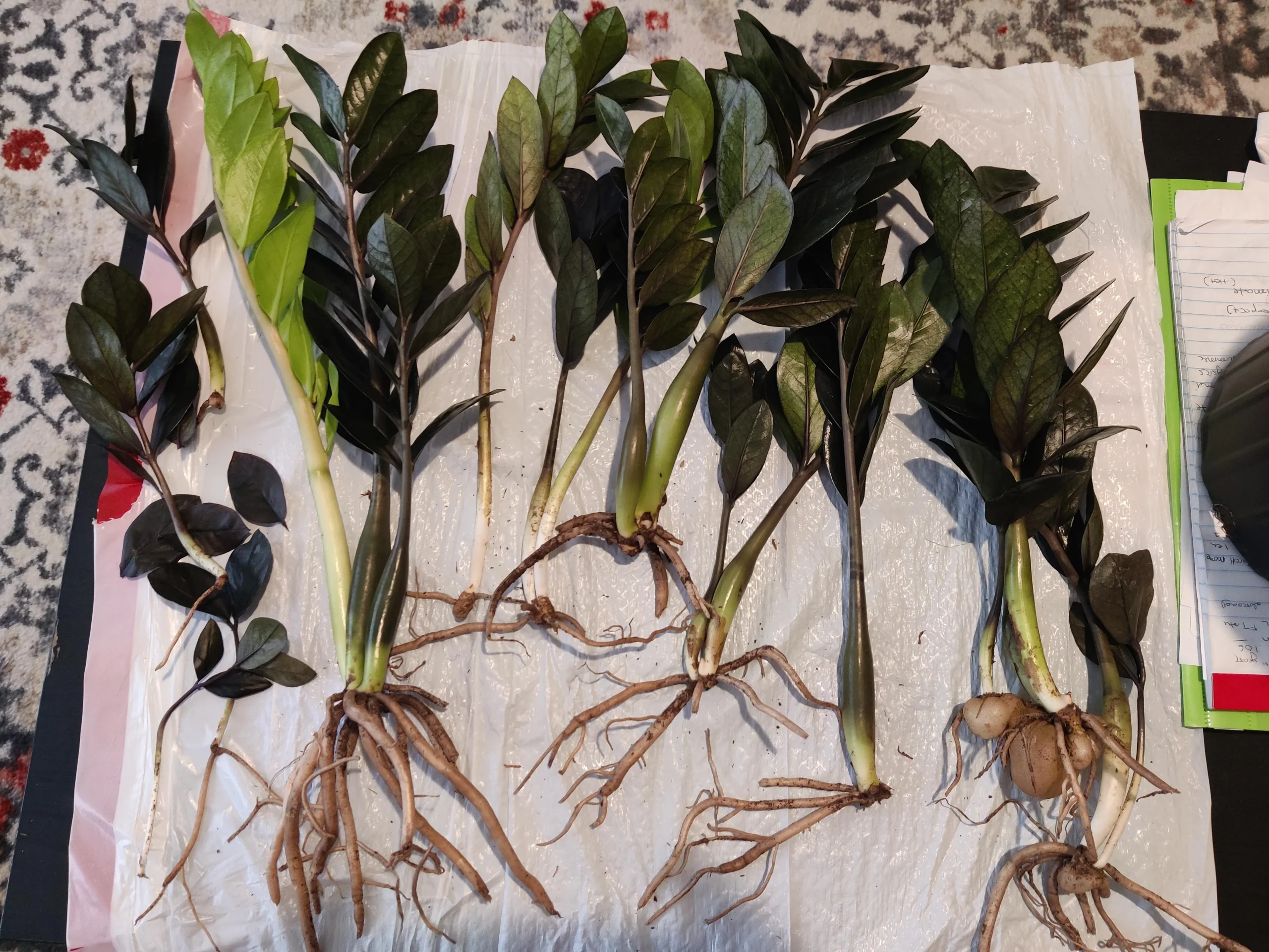 Zamioculcas che ingiallisce: il vaso di vendita nasconde il marciume, ecco come salvarla dai rizomi