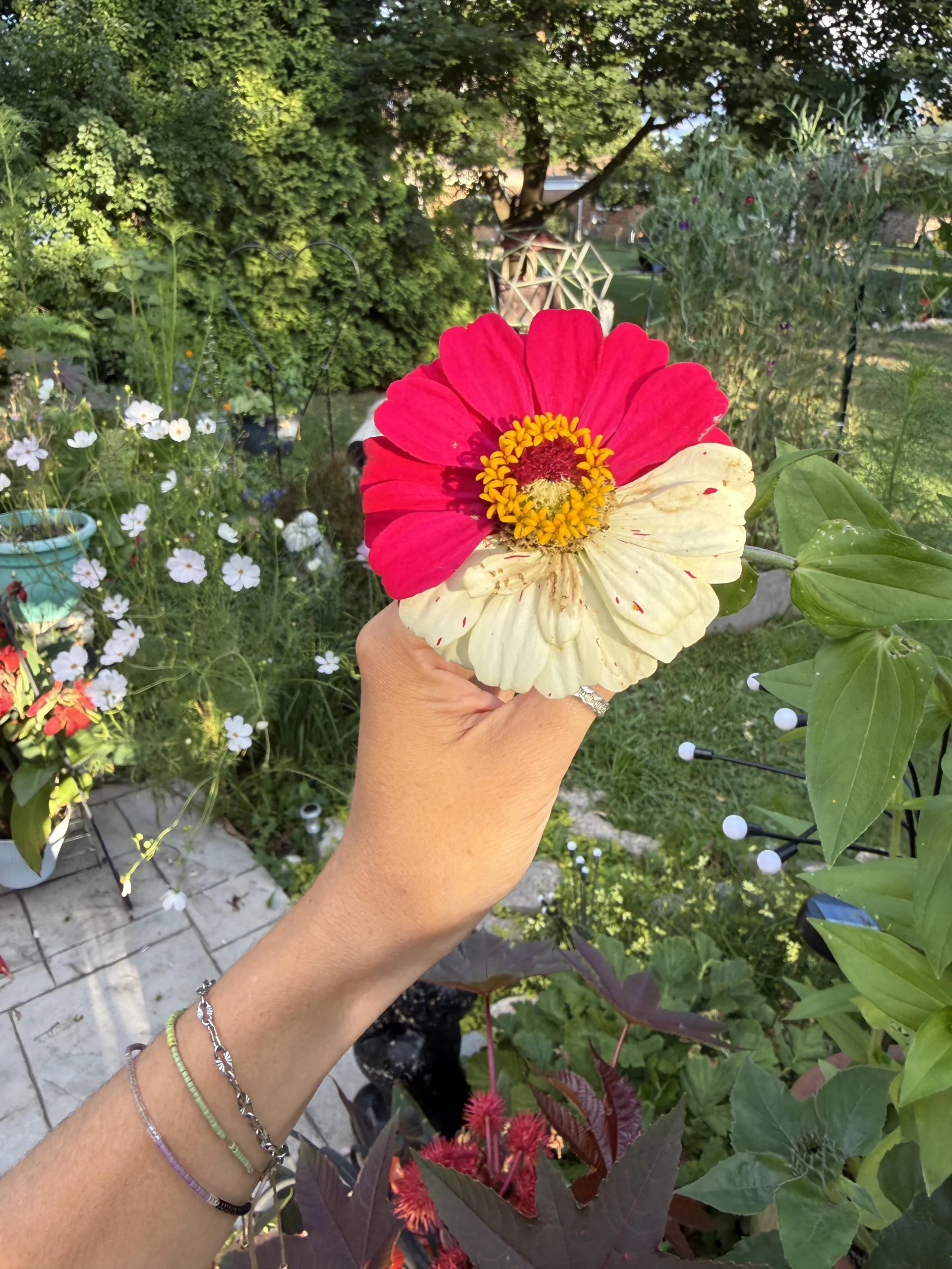 Zinnia striata: perché ogni fiore ha un disegno diverso e il seme non lo copia