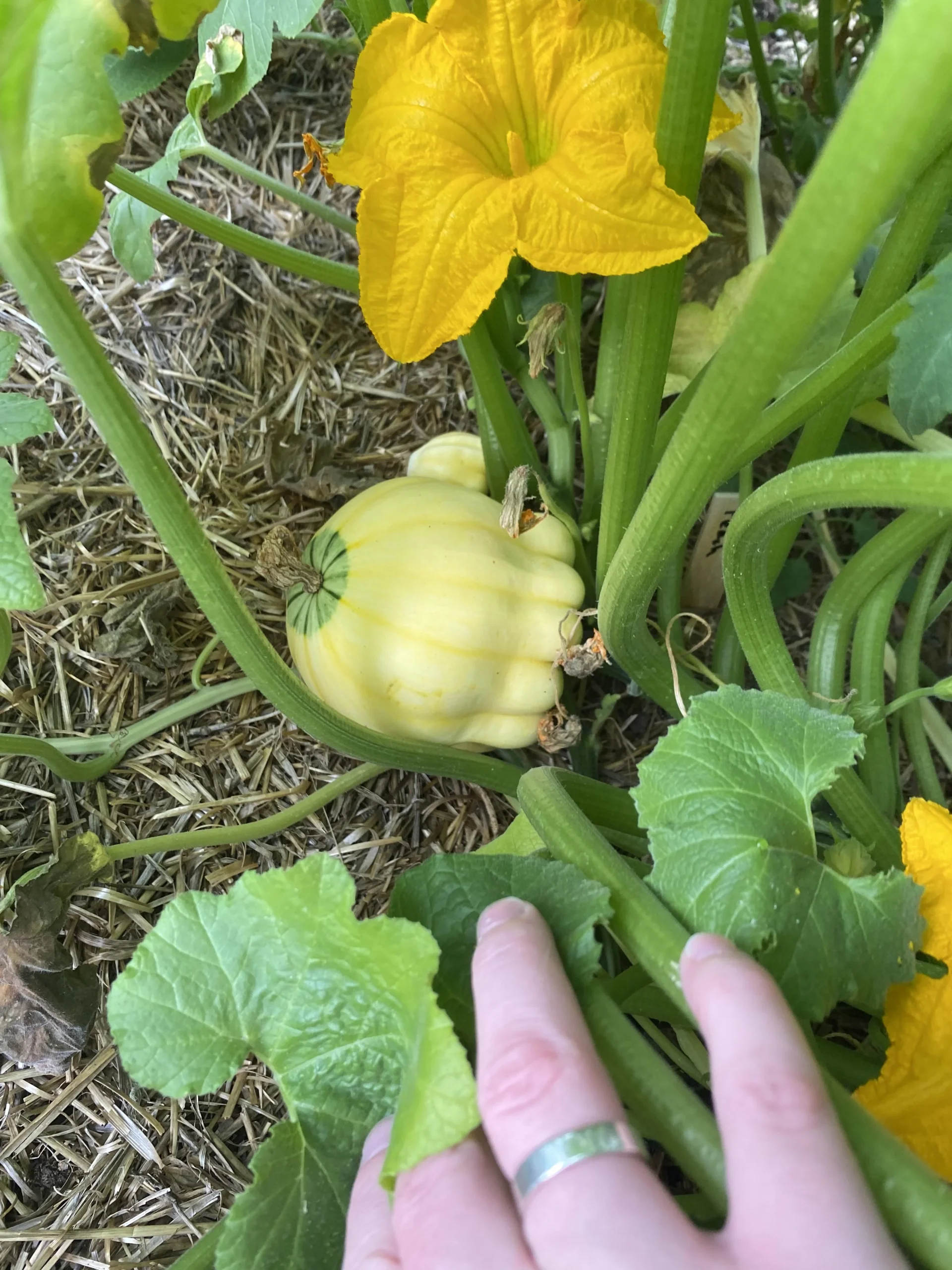Zucca amara e frutti misteriosi nell orto: cosa dice davvero la genetica (e quando non va mangiata)