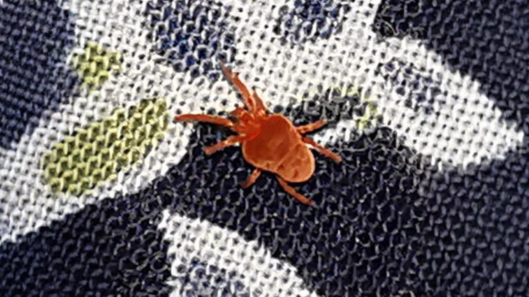 Acaro autunnale: l'insetto rosso che vedi sulla pelle non è quello che ti ha punto