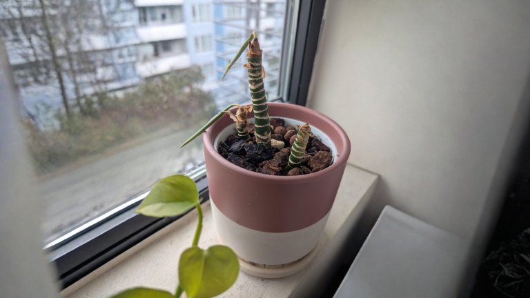 Aglaonema perde le foglie: le cicatrici sul fusto dicono da quanto tempo soffre