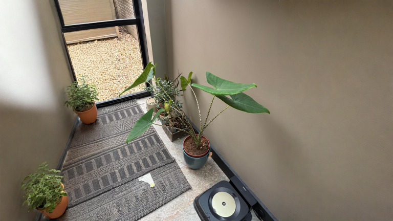 Alocasia con foglie gialle in autunno: dormienza o tubero marcio? Come capirlo in 60 secondi