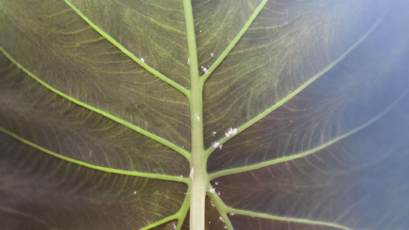 Alocasia con gocce sulle foglie e croste bianche: è guttazione, non parassiti