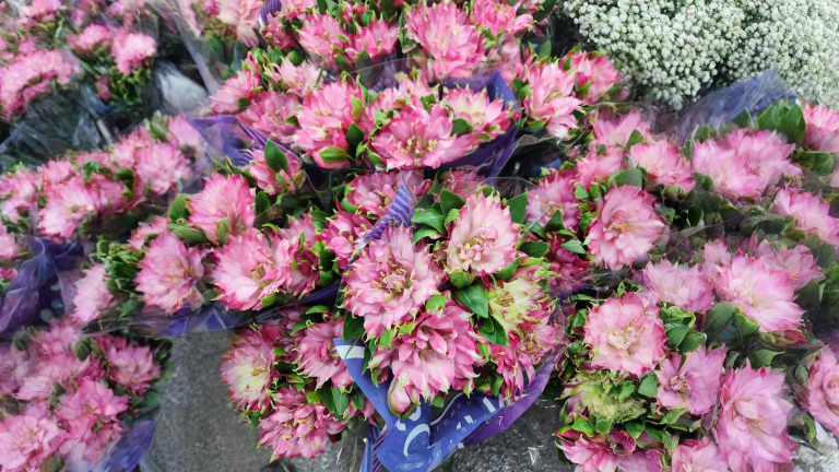 Alstroemeria: le foglie sono capovolte e gli steli non si tagliano, si strappano