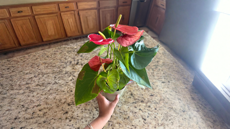 Anthurium con foglie marroni: leggi il colore del marrone e scopri la vera causa