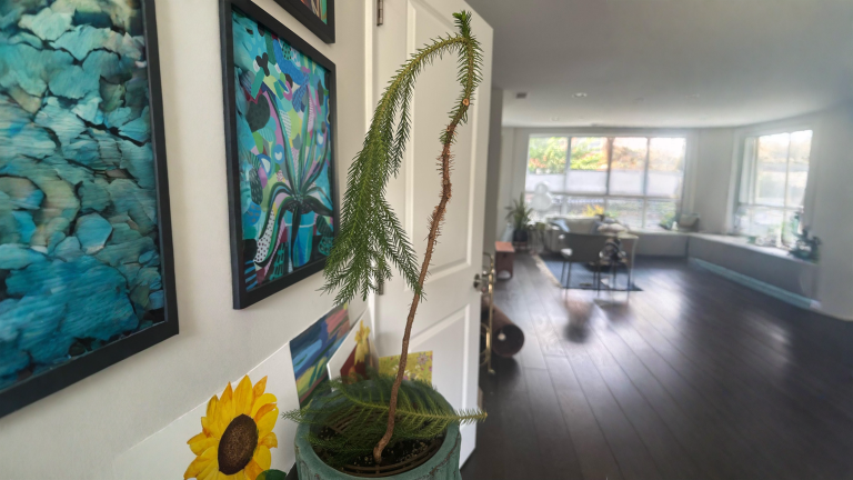 Araucaria che perde i rami dal basso: perché quei vuoti non si riempiono più