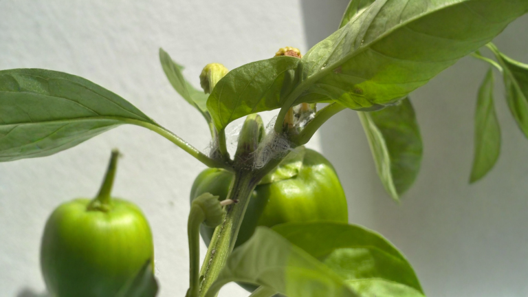 Batuffoli bianchi sui fiori di peperone: muffa o cocciniglia? La diagnosi in tre minuti