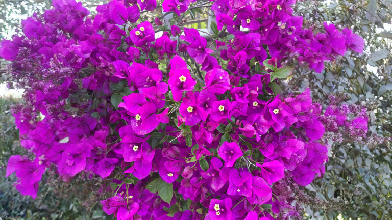 Bougainvillea non fiorisce? L'errore è trattarla troppo bene: il metodo dello stress idrico