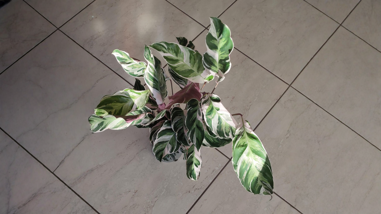 Calathea White Fusion con bordi marroni: la foglia si legge come una mappa